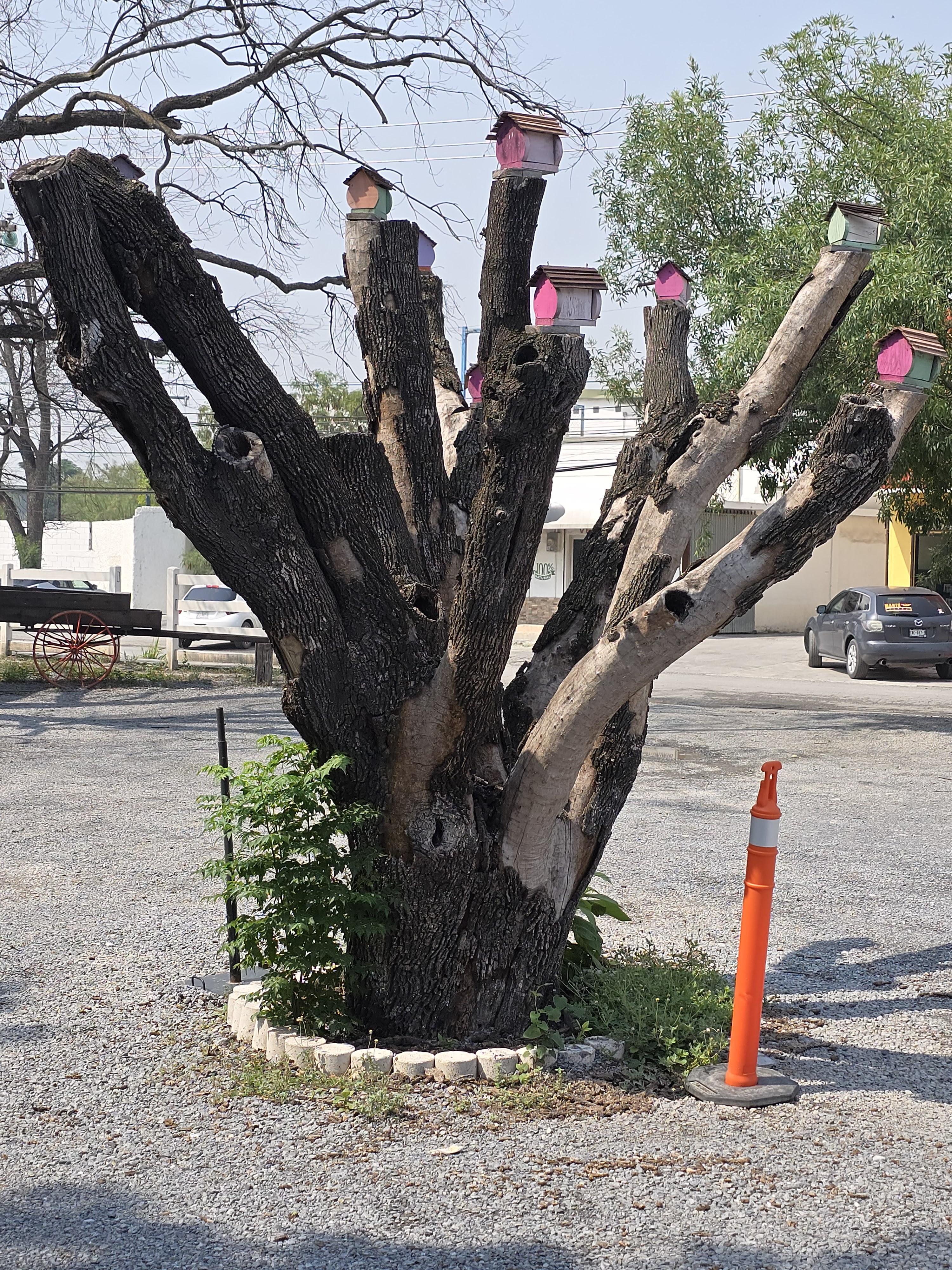 Catrinas Chilaquiles Apodaca image 7