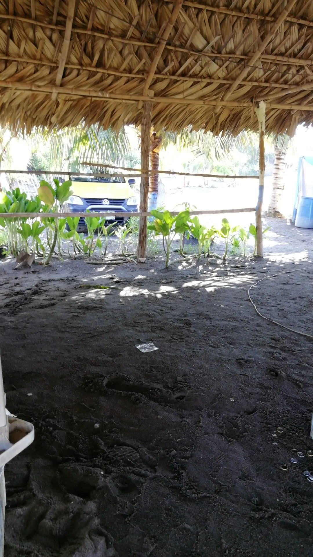 PALAPA PERLA image 1