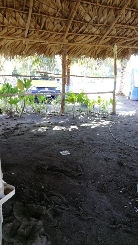 PALAPA PERLA image 1