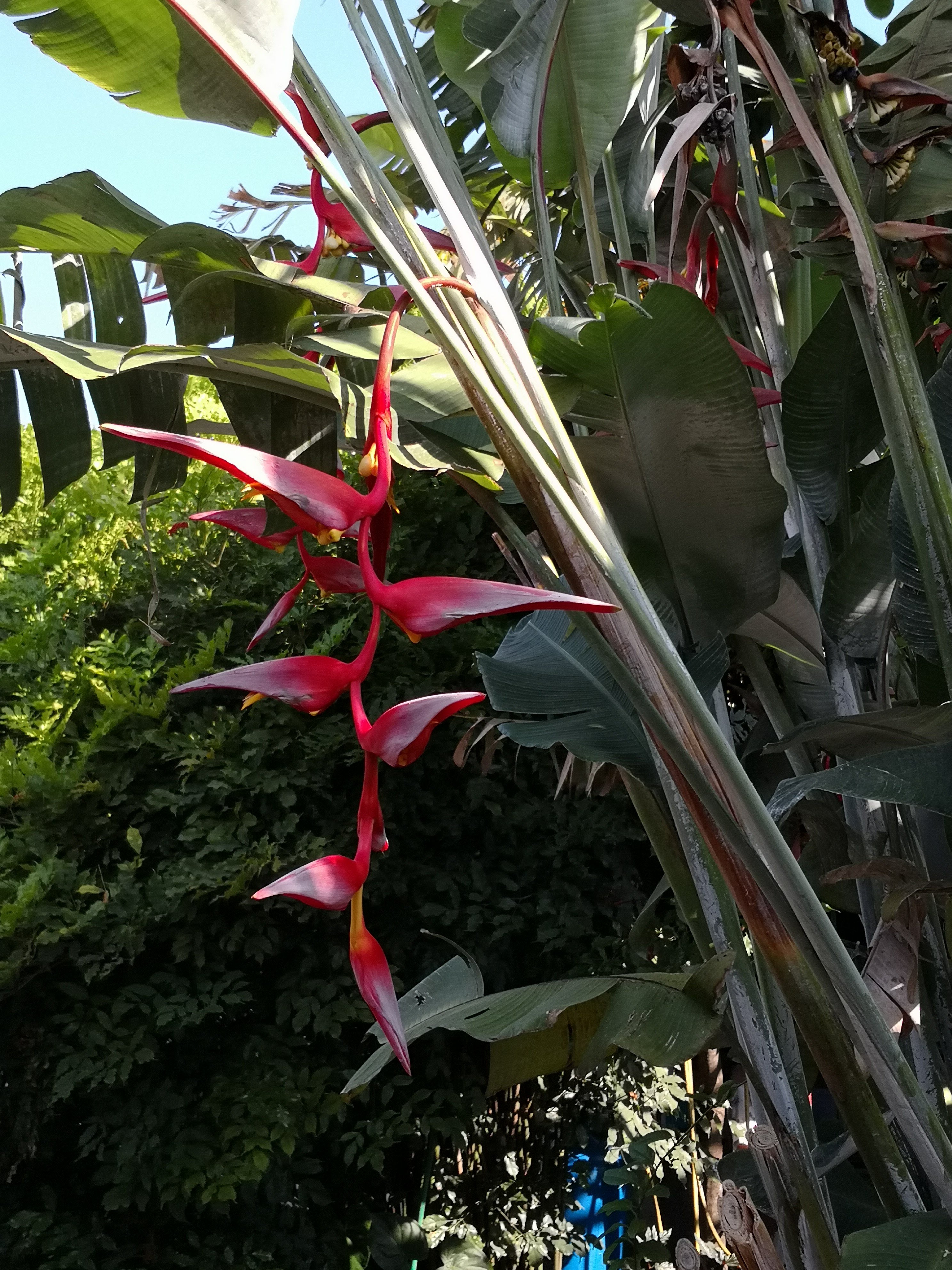 Loncheria "Ana" & Carnicería "Zamora" image 1