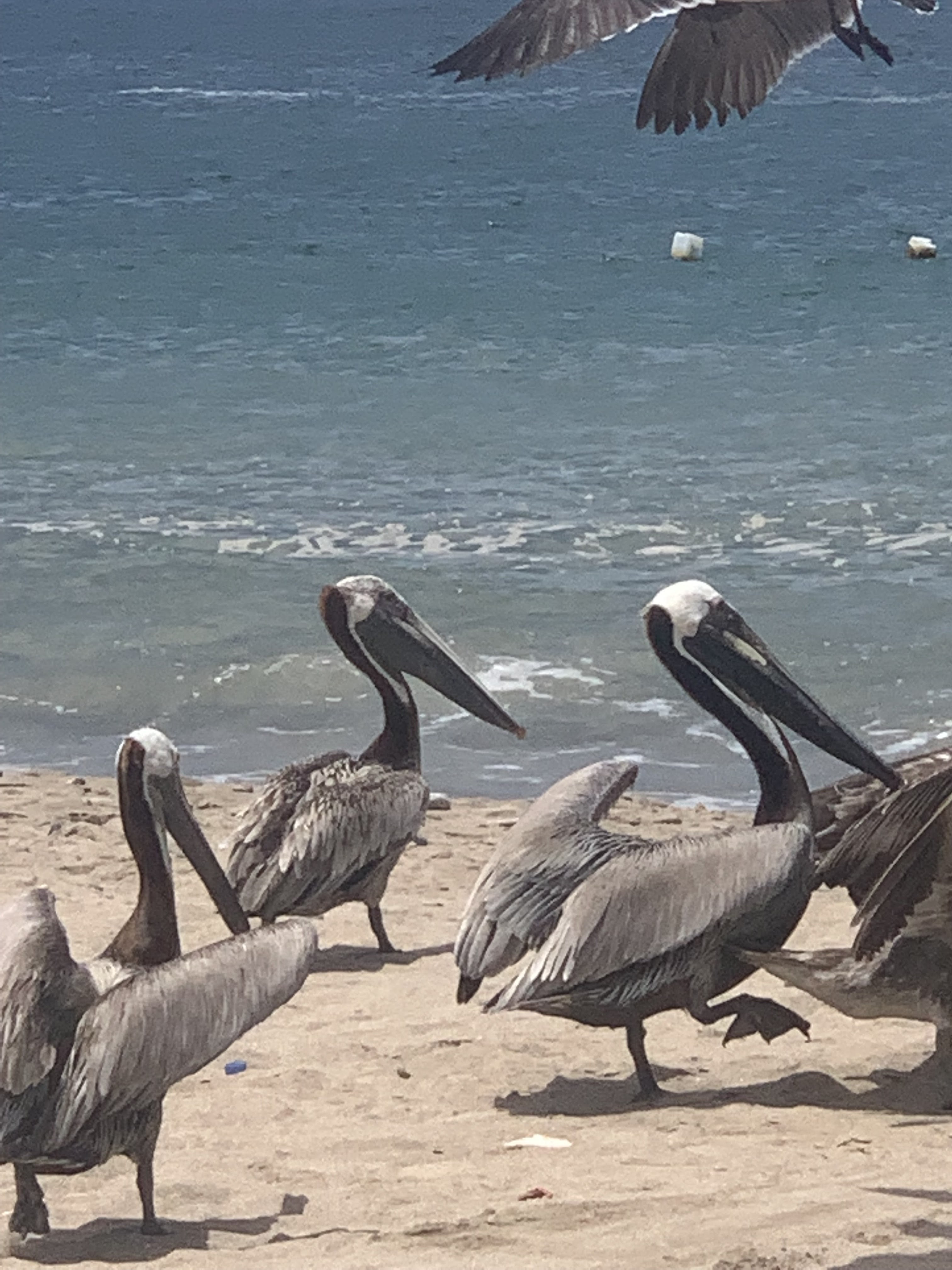 Restaurant El Malecón image 8