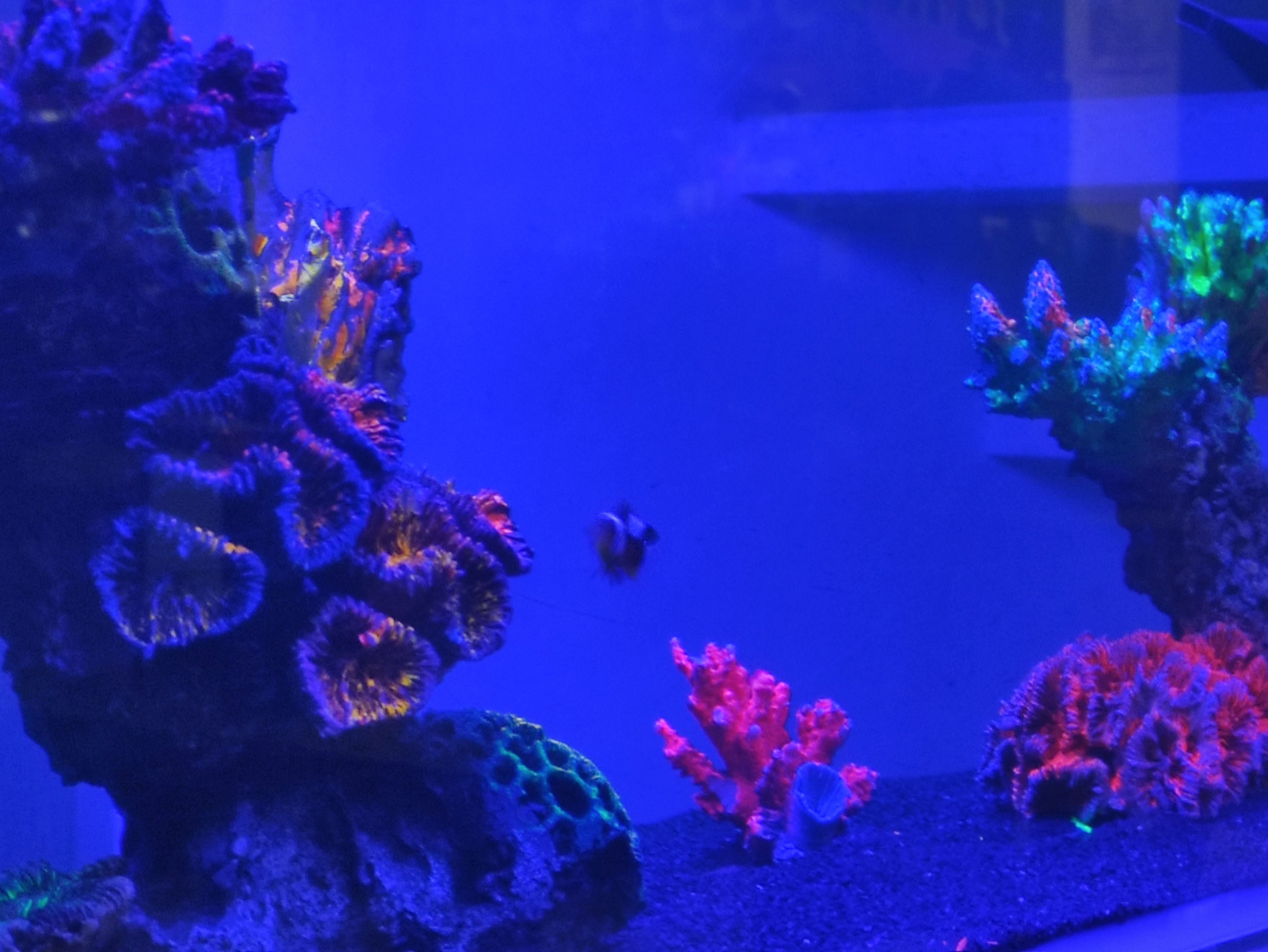 Bar Sushi Umi image 10