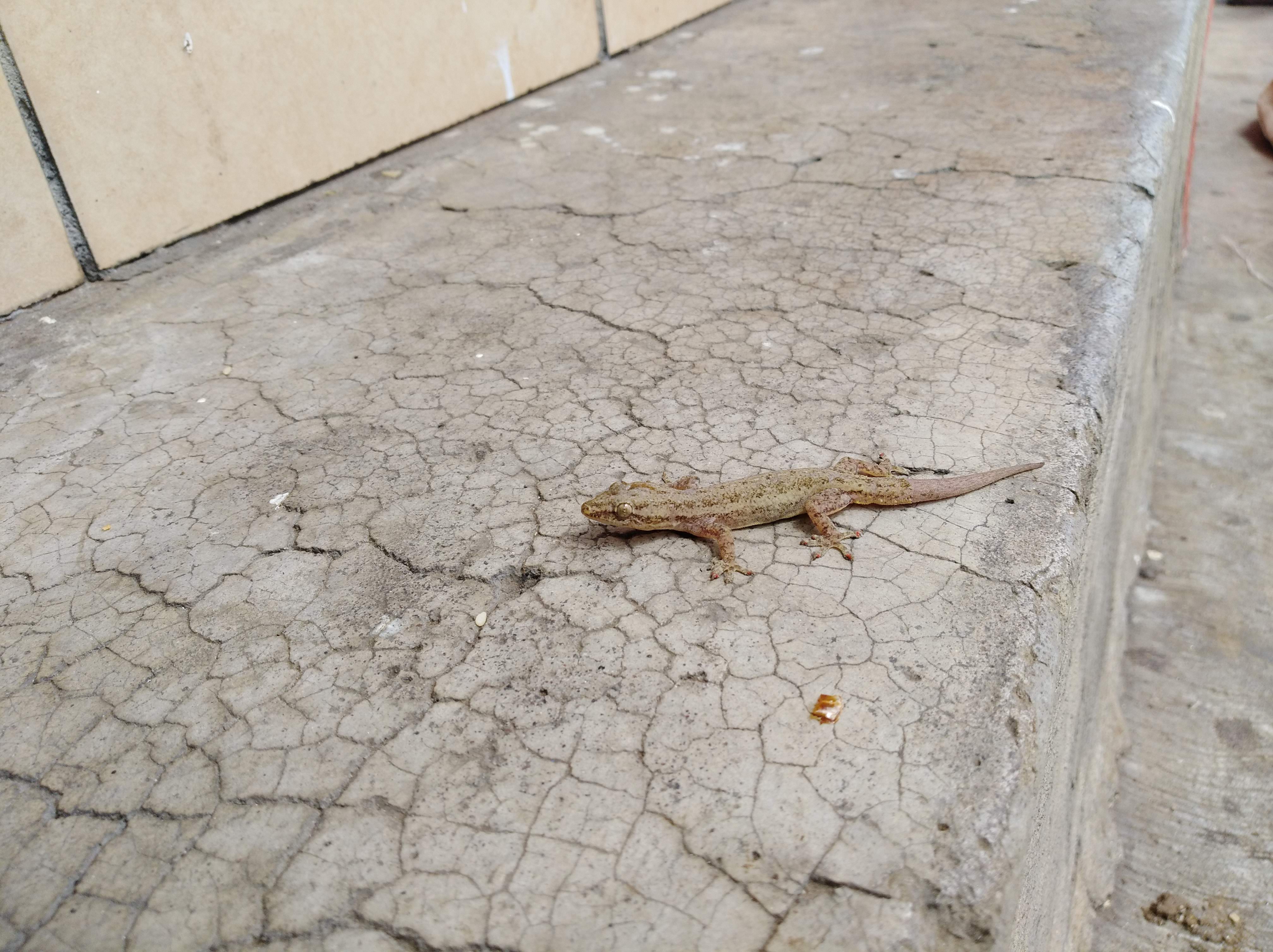 Pizzas Angelotti image 4