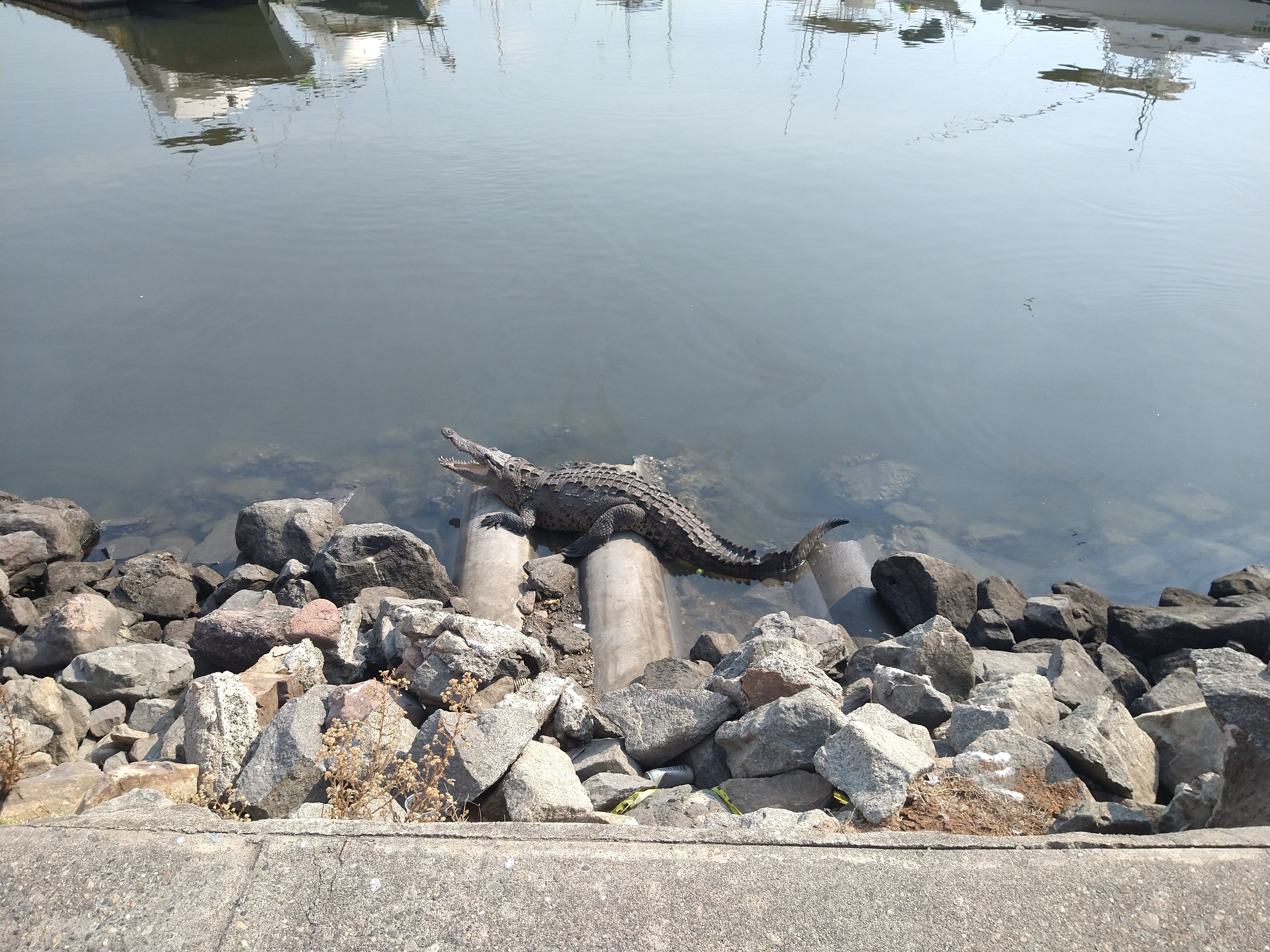 El Torito #1SportsBar & BBQ House image 10