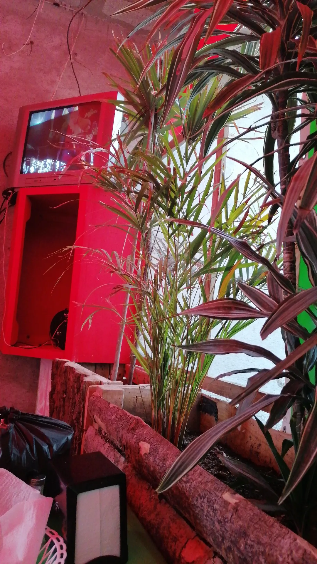 La carpa image 10
