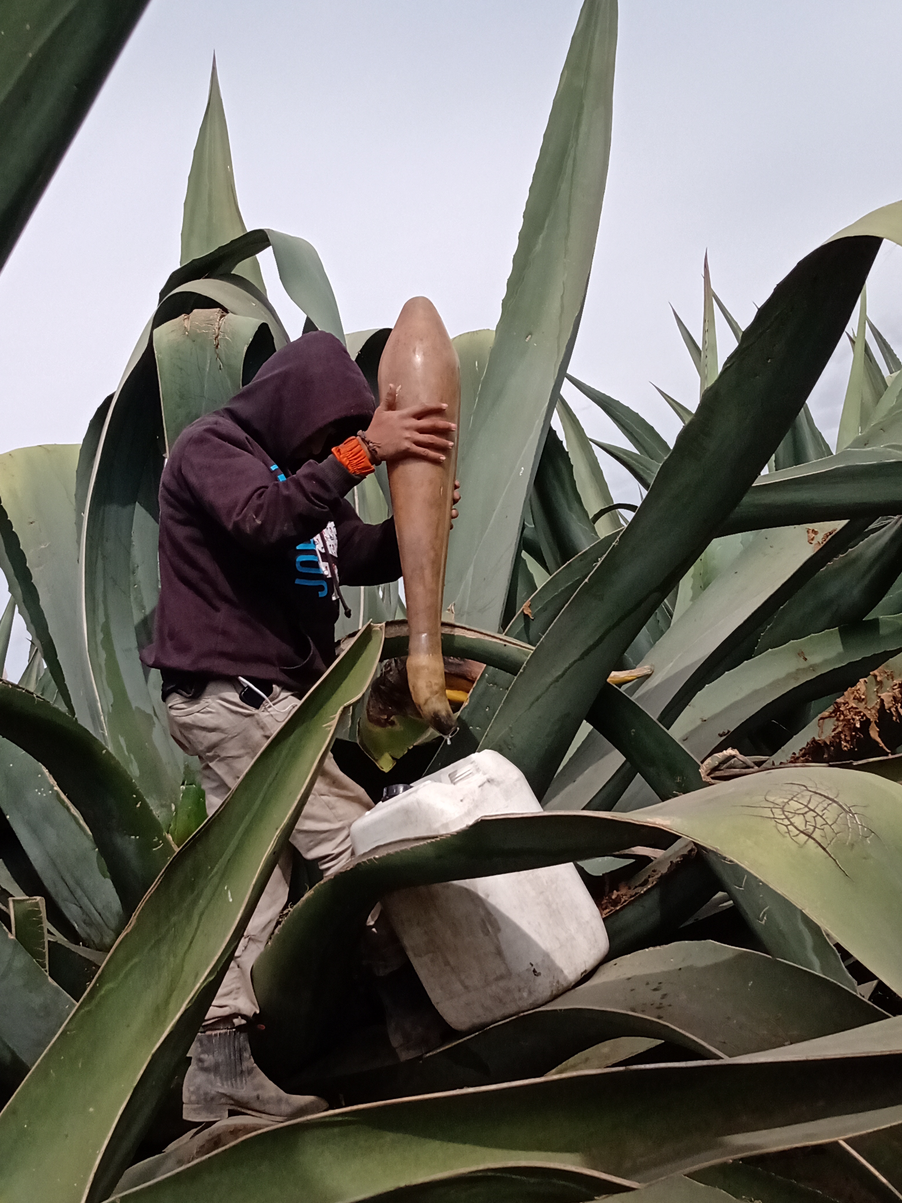 TINACAL CAMINO REAL image 3