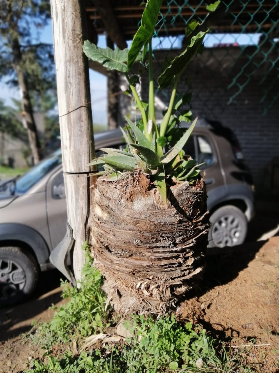 Pulques El Bronco image 4