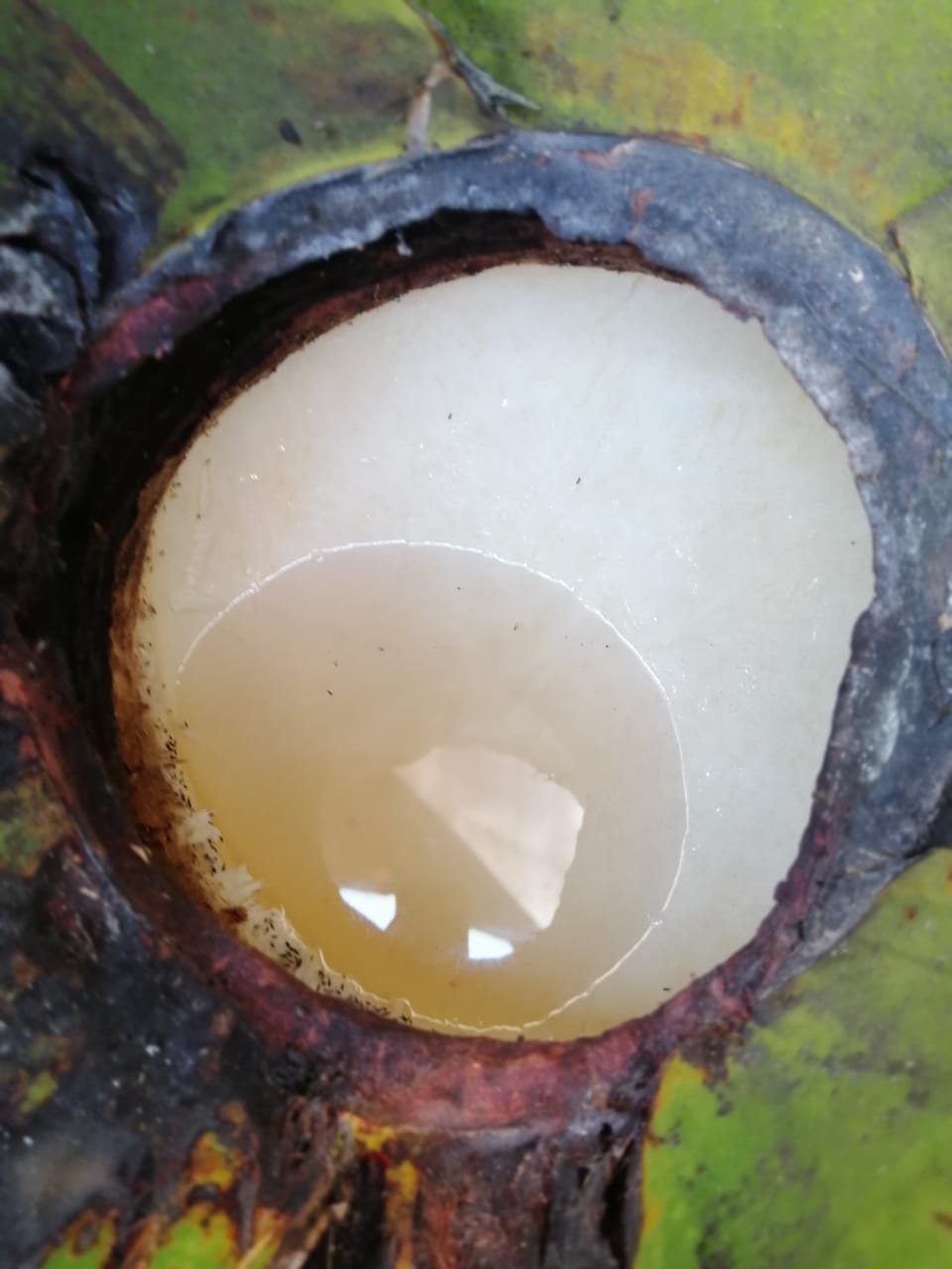 Pulques El Bronco image 8