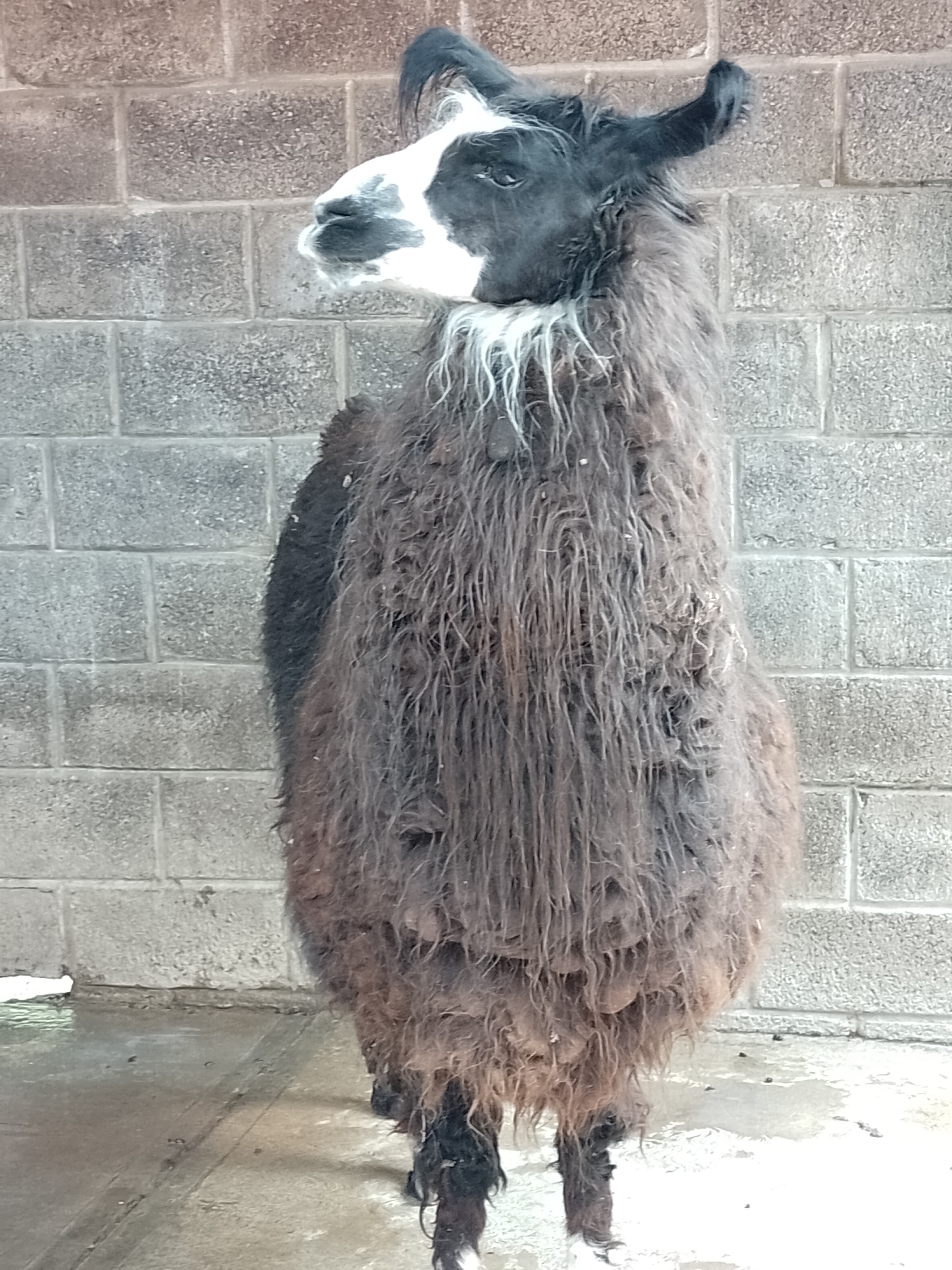 El Gran Chaparral image 4