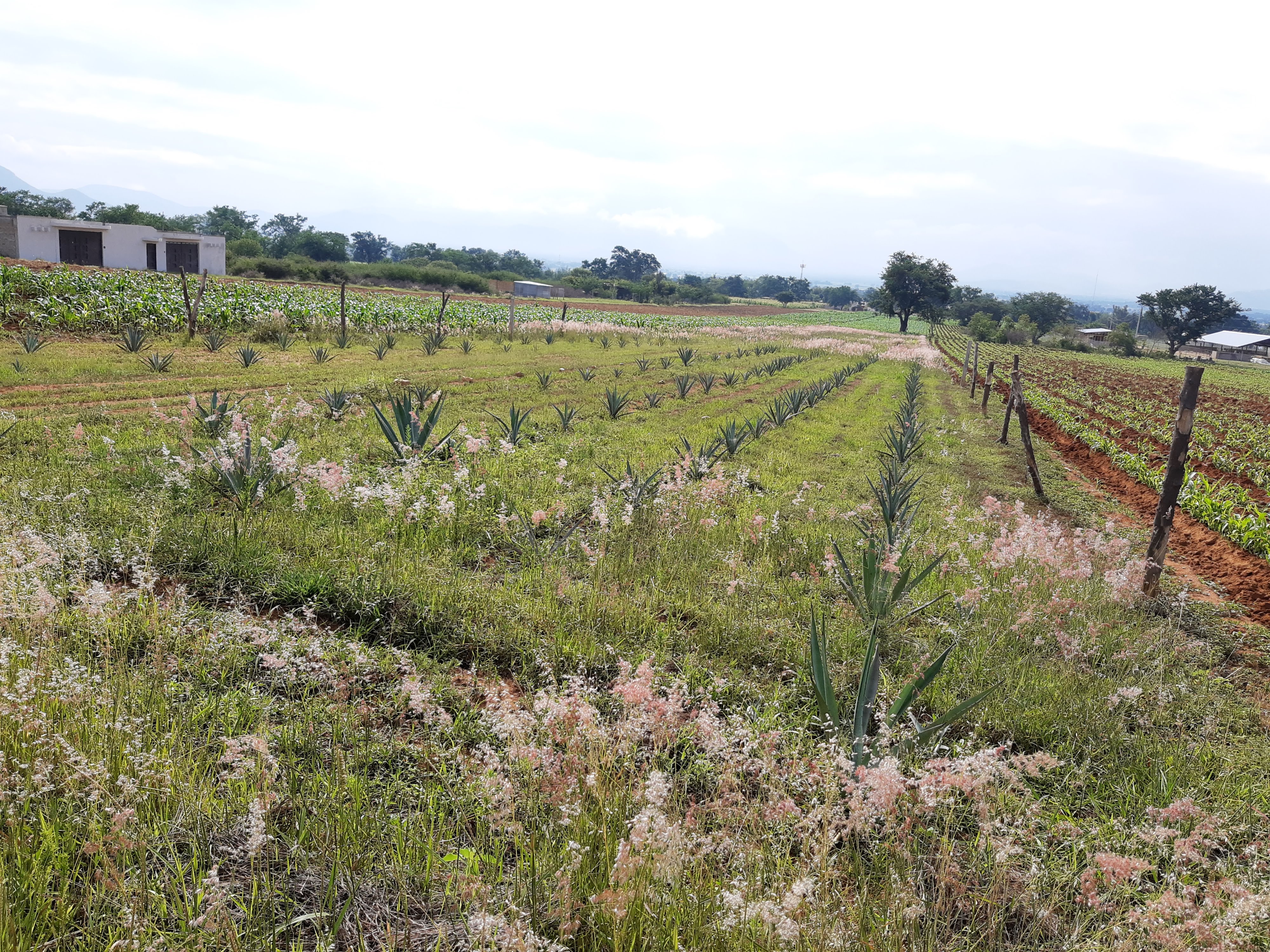 Dorado "Ceviche & Bar" image 6