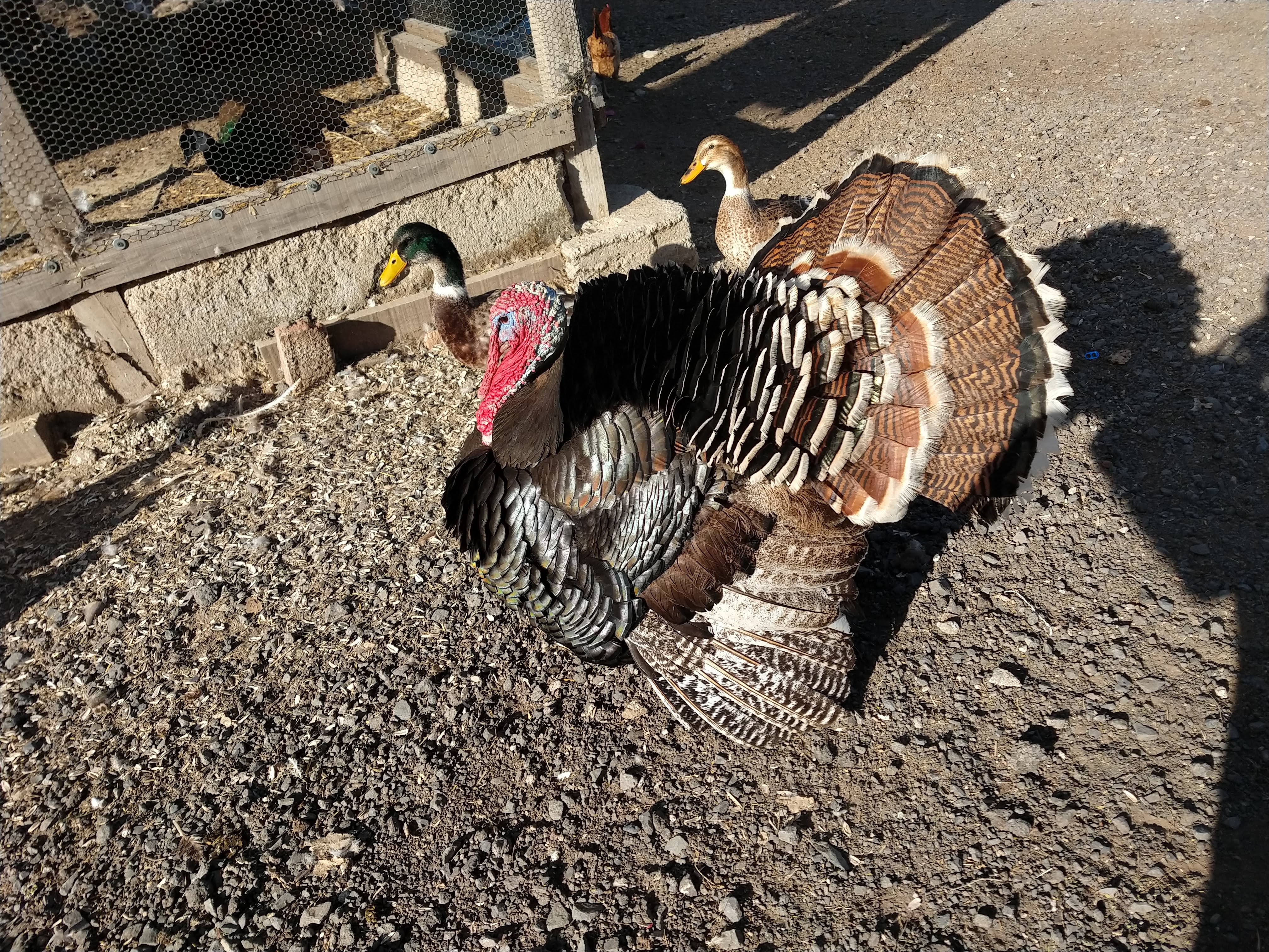 Birrieria El Crucero image 4