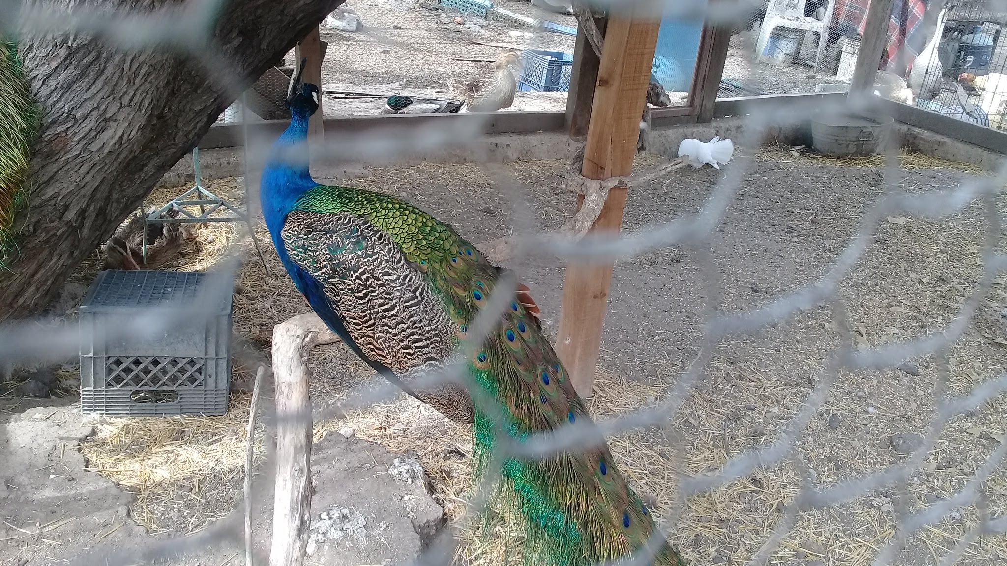 Birrieria El Crucero image 5