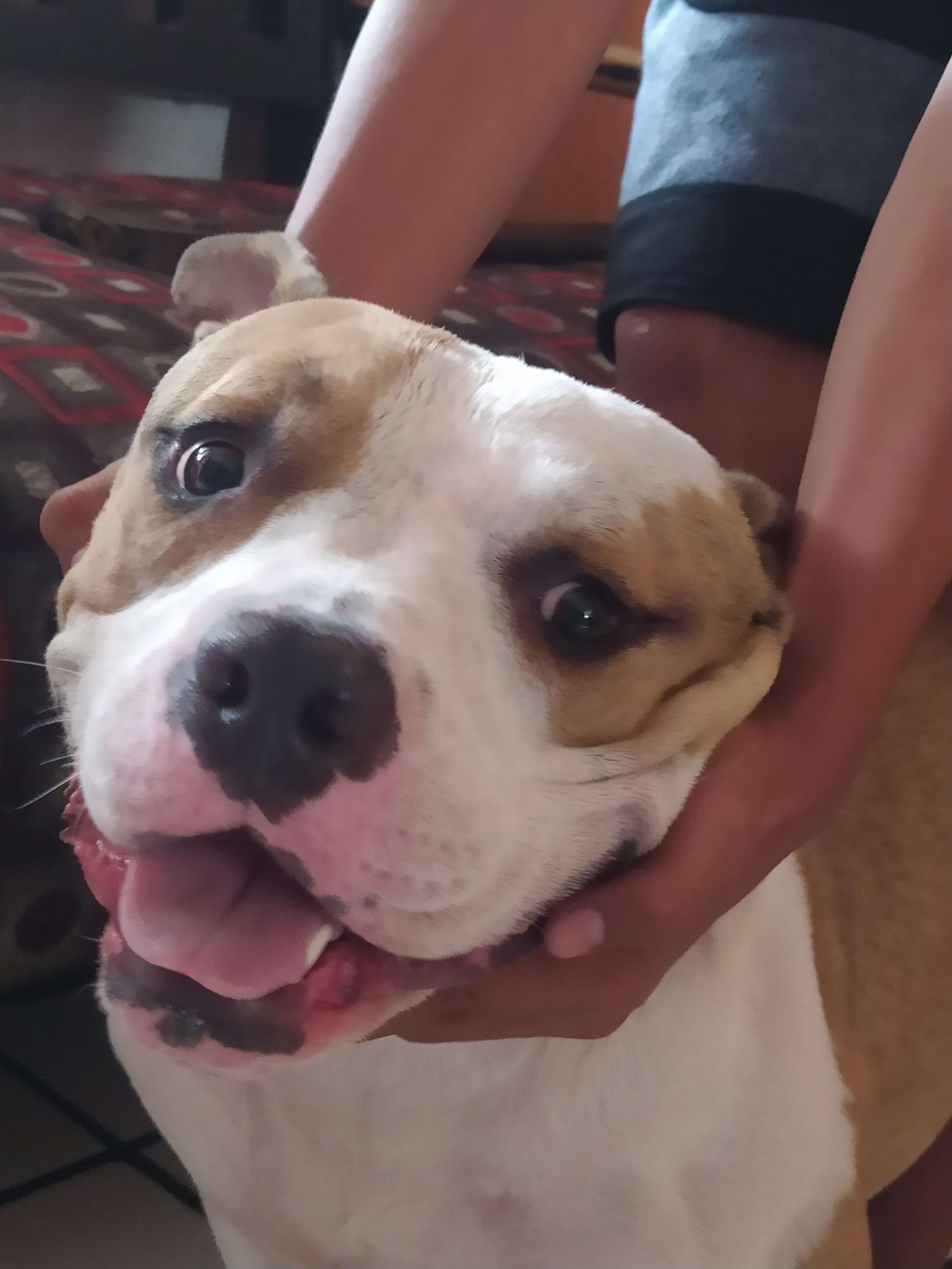 Pizzas Brothers image 1