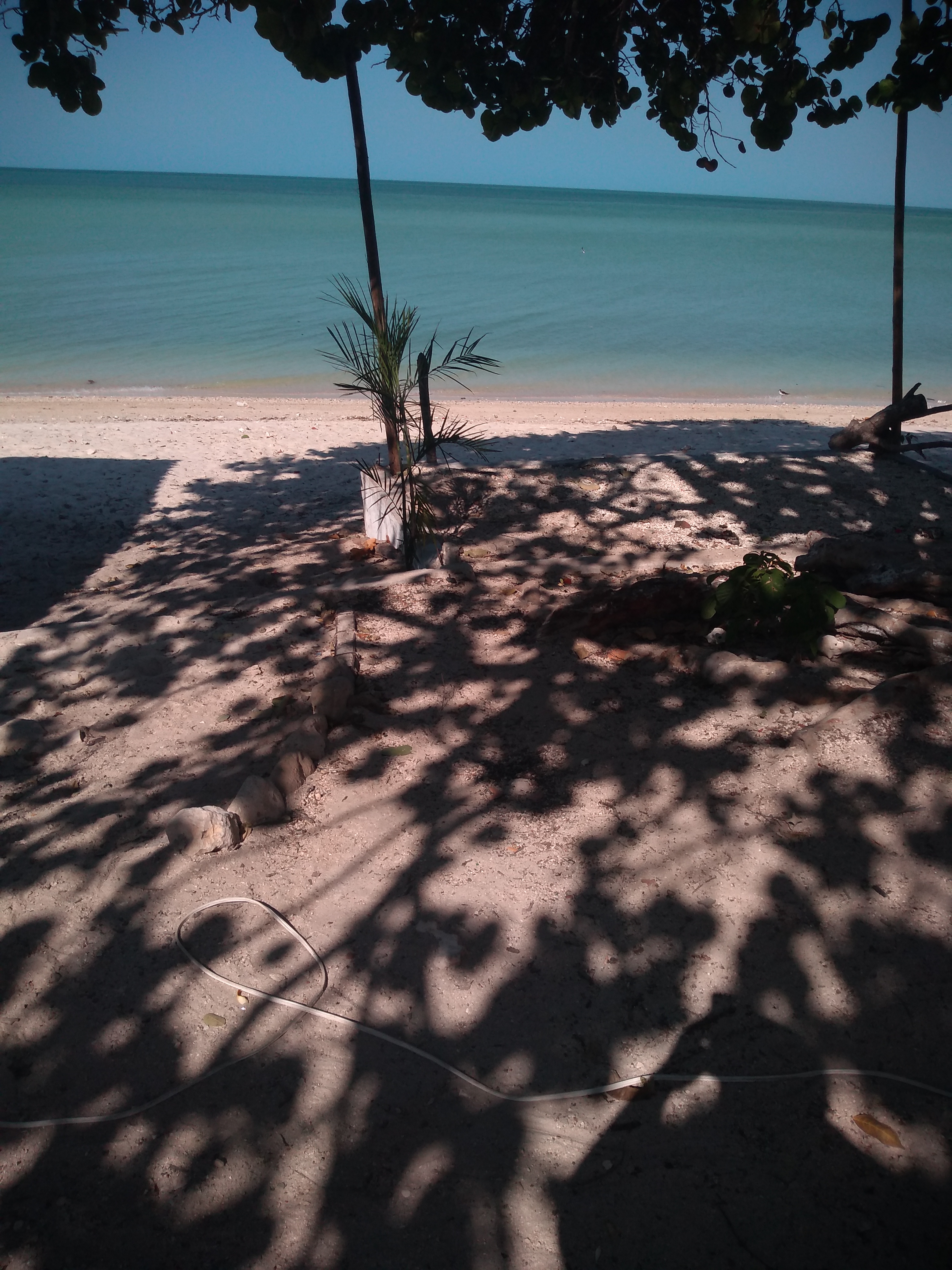 Carnitas estilo Michoacán "Wichos" image 10