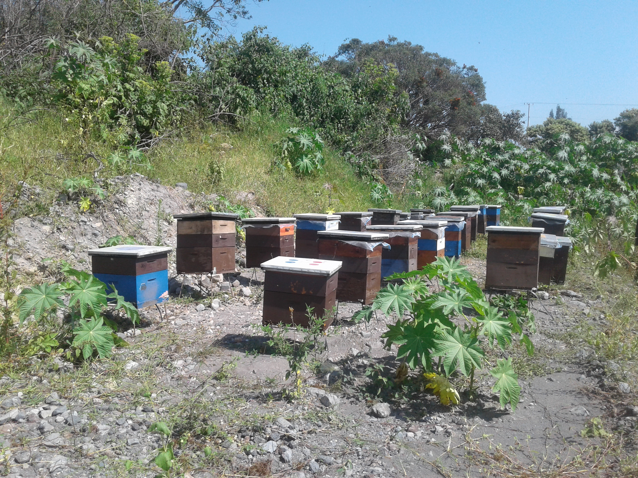 Hamburguesas Al Carbon "El Rey" image 6