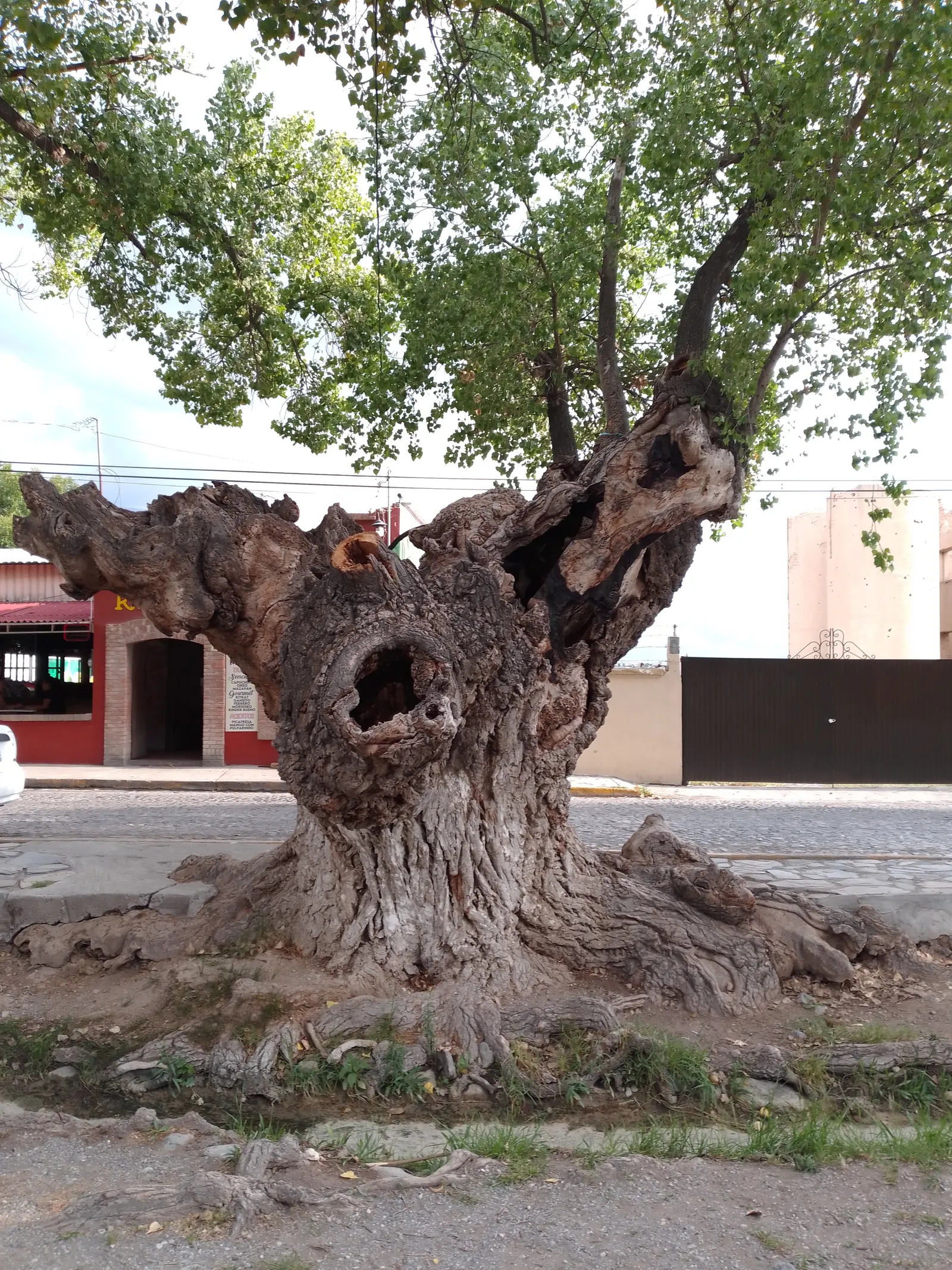 Mi Pueblito image 5
