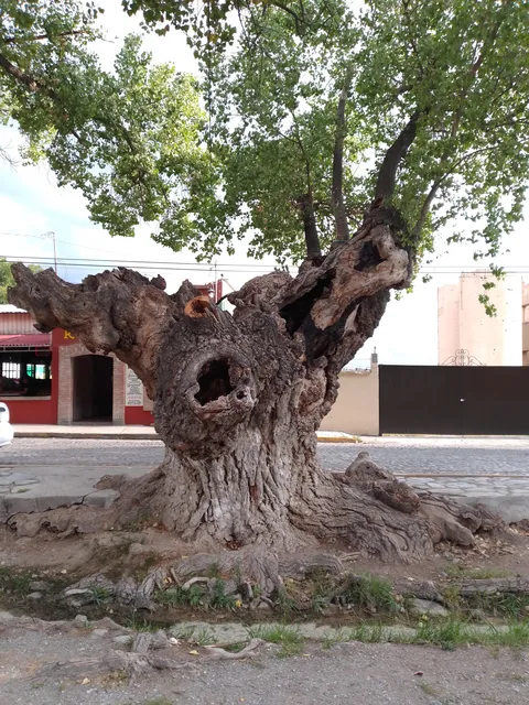 Mi Pueblito image 5