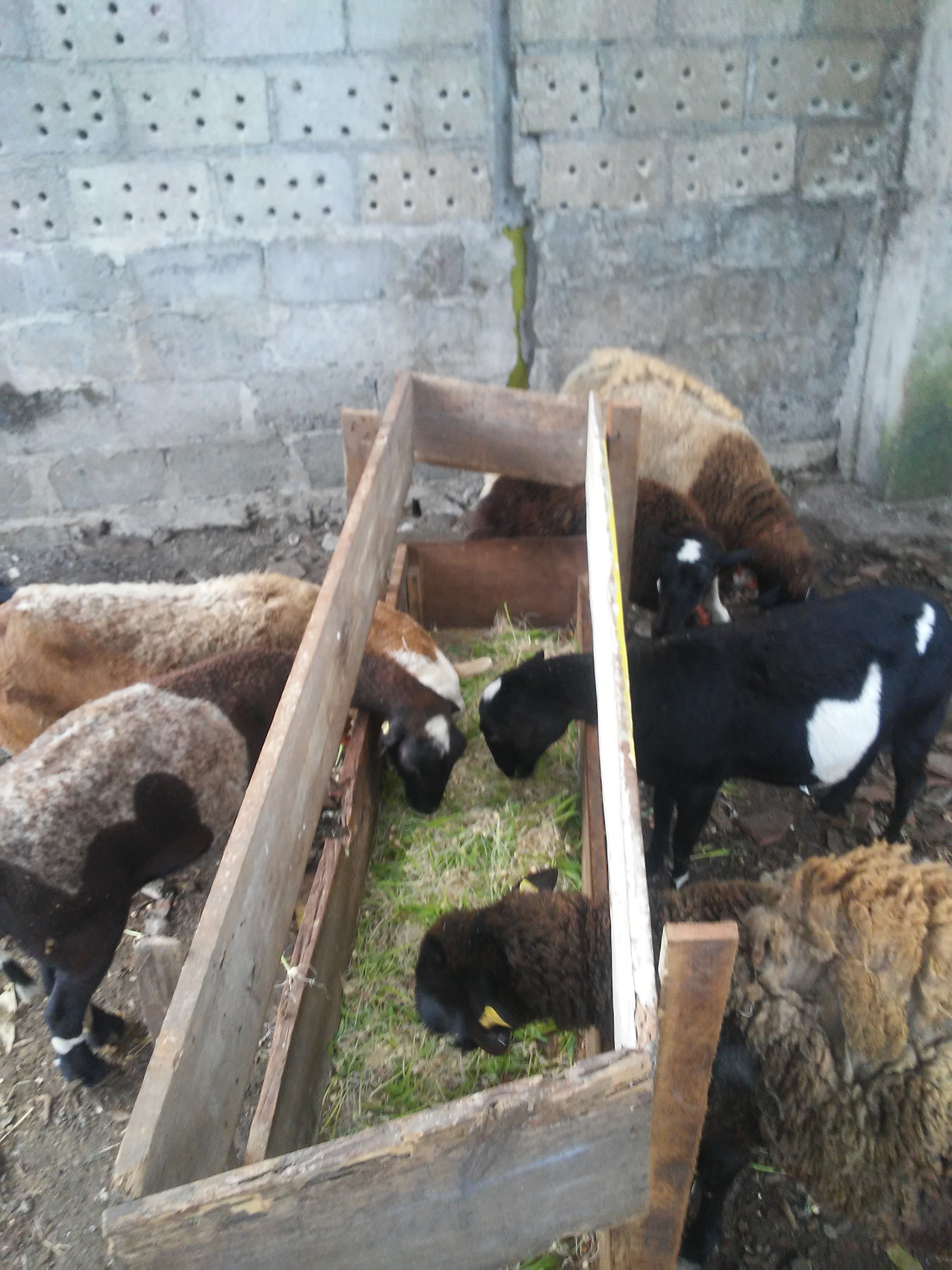 Tacos y consome de borrego dani image 2