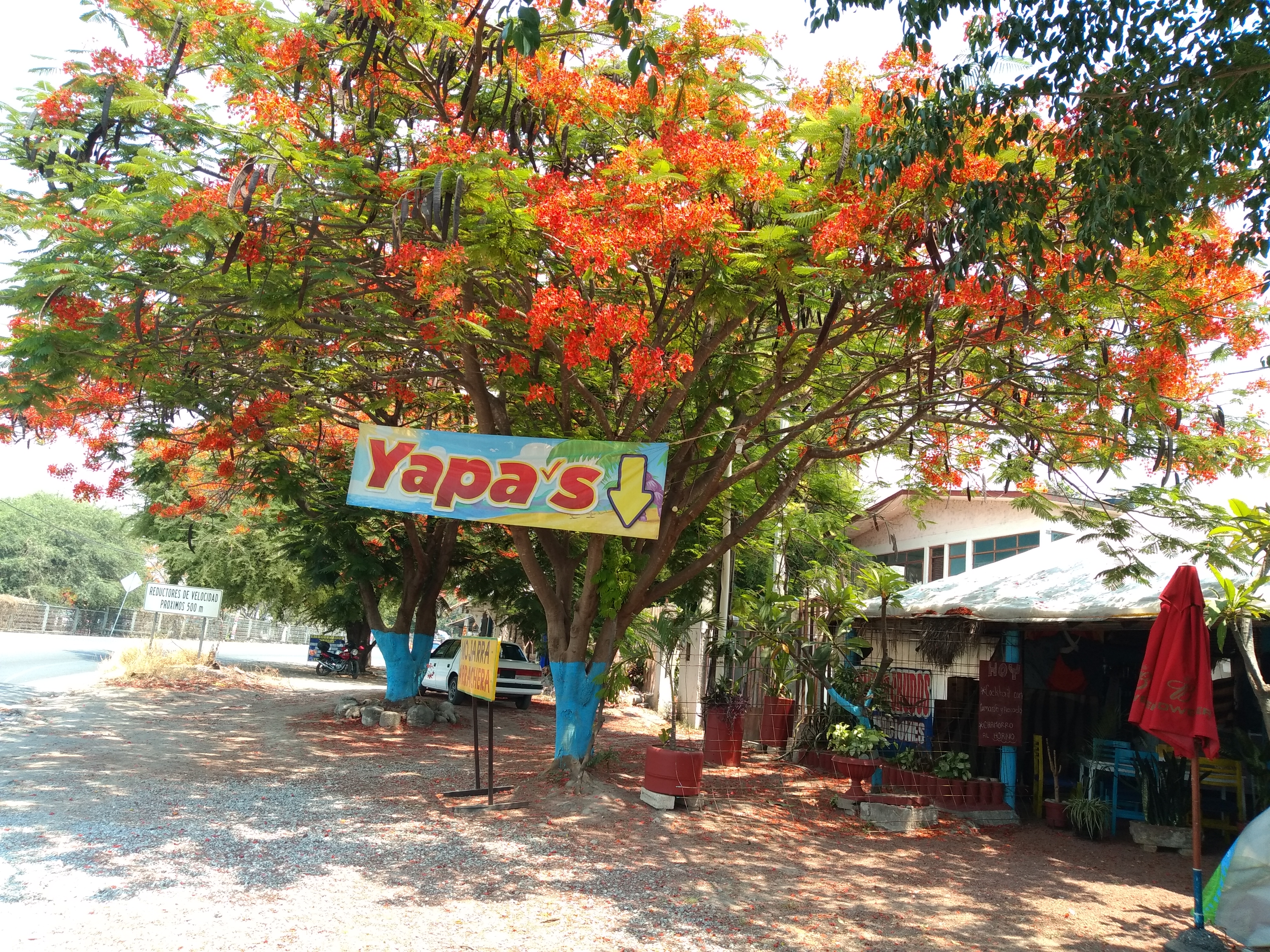 Pollo de sabores (yapa's) image 5