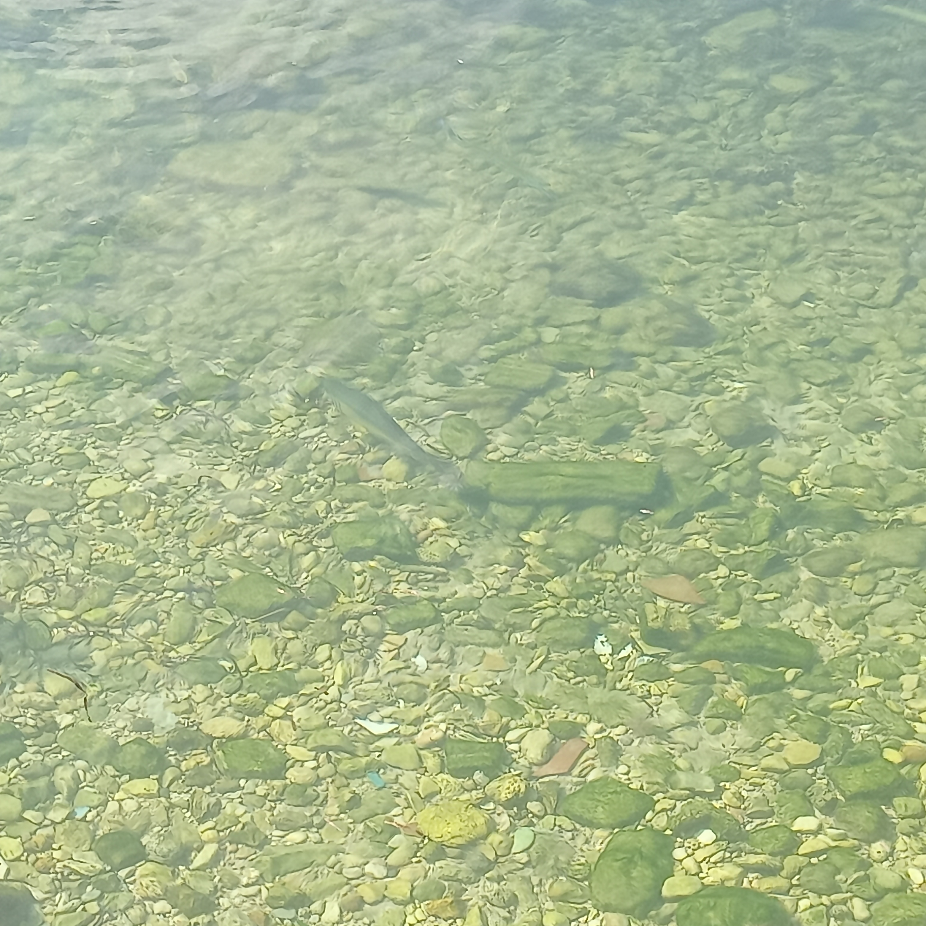 Pescaderia San Pedro image 8