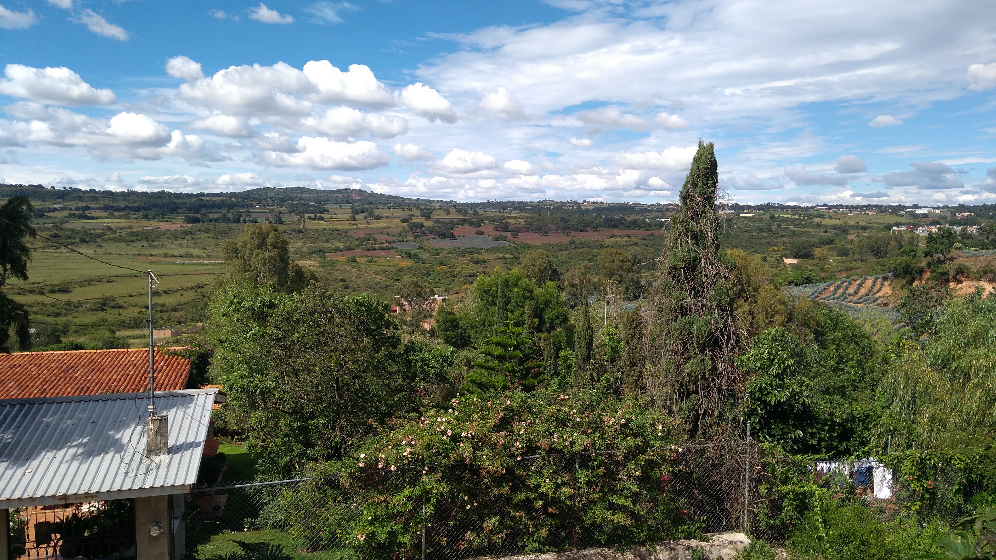pastor de pollo santos image 3