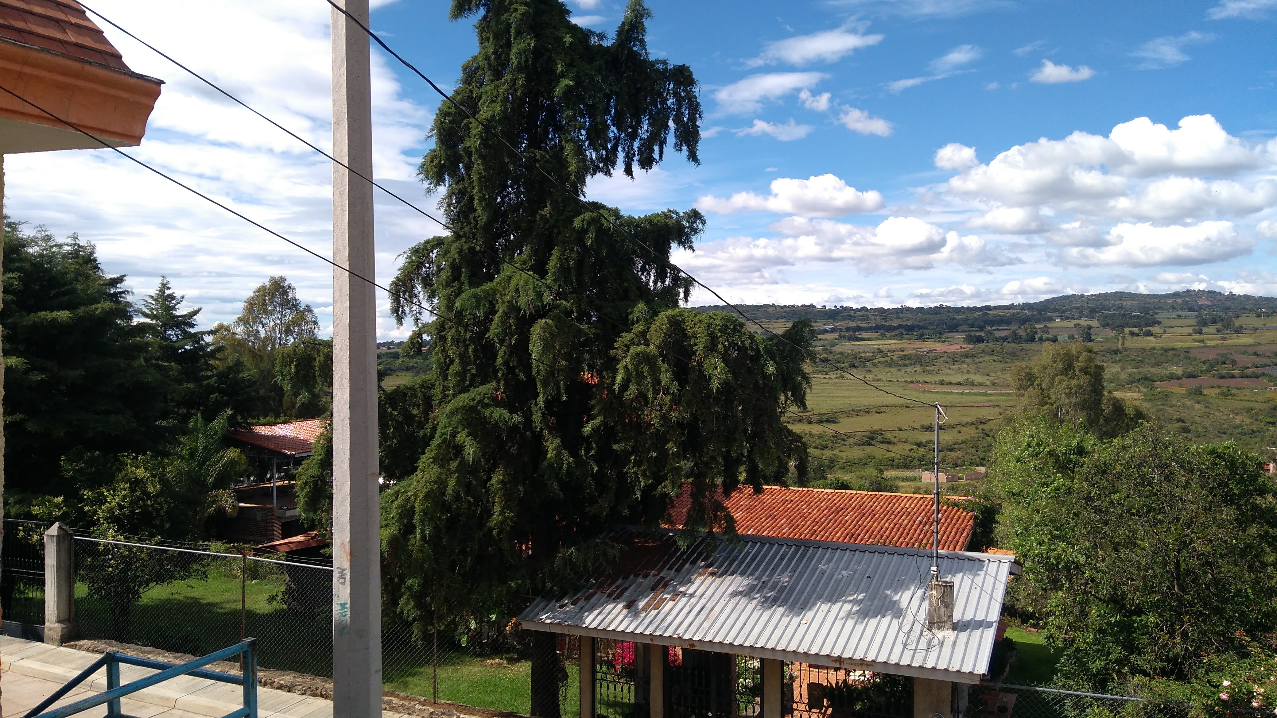 pastor de pollo santos image 9