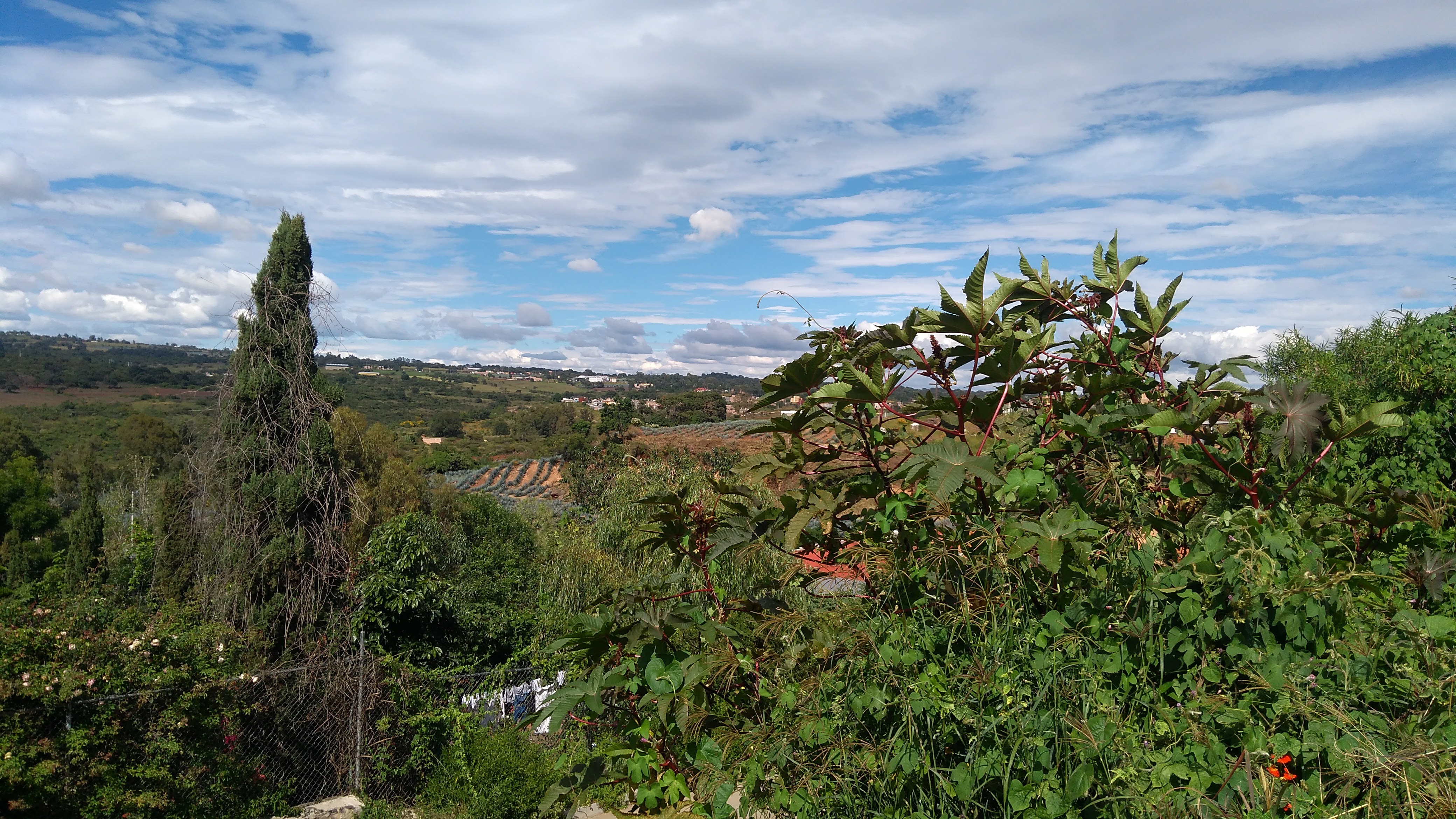 pastor de pollo santos image 10