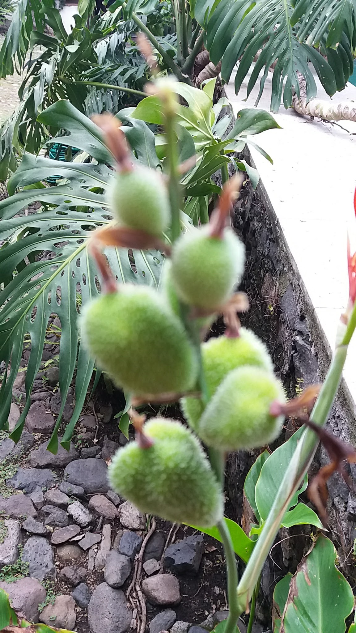 Terrazas Eden image 2