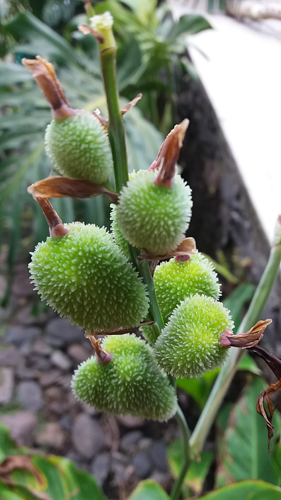 Terrazas Eden image 3