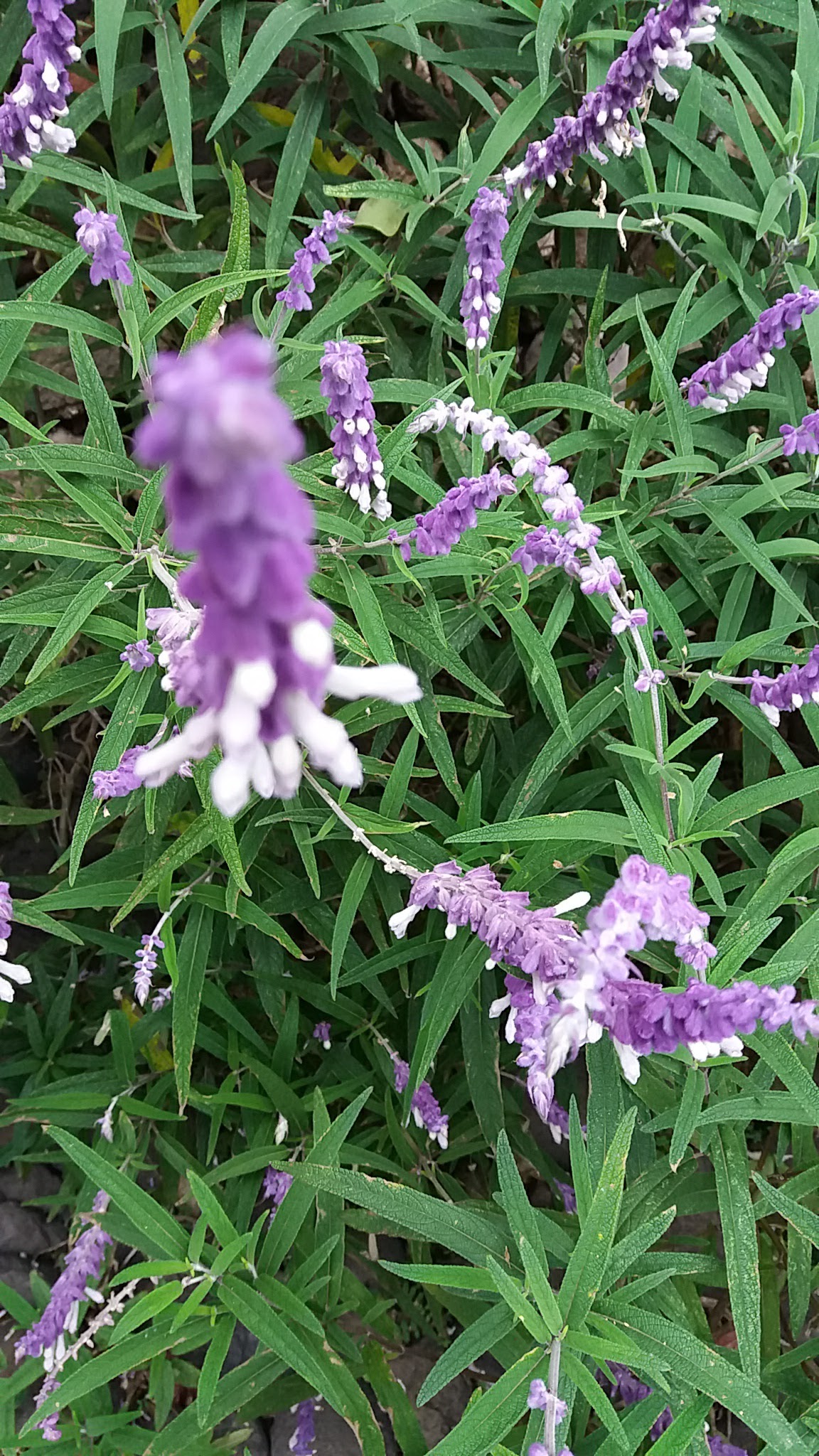 Terrazas Eden image 6