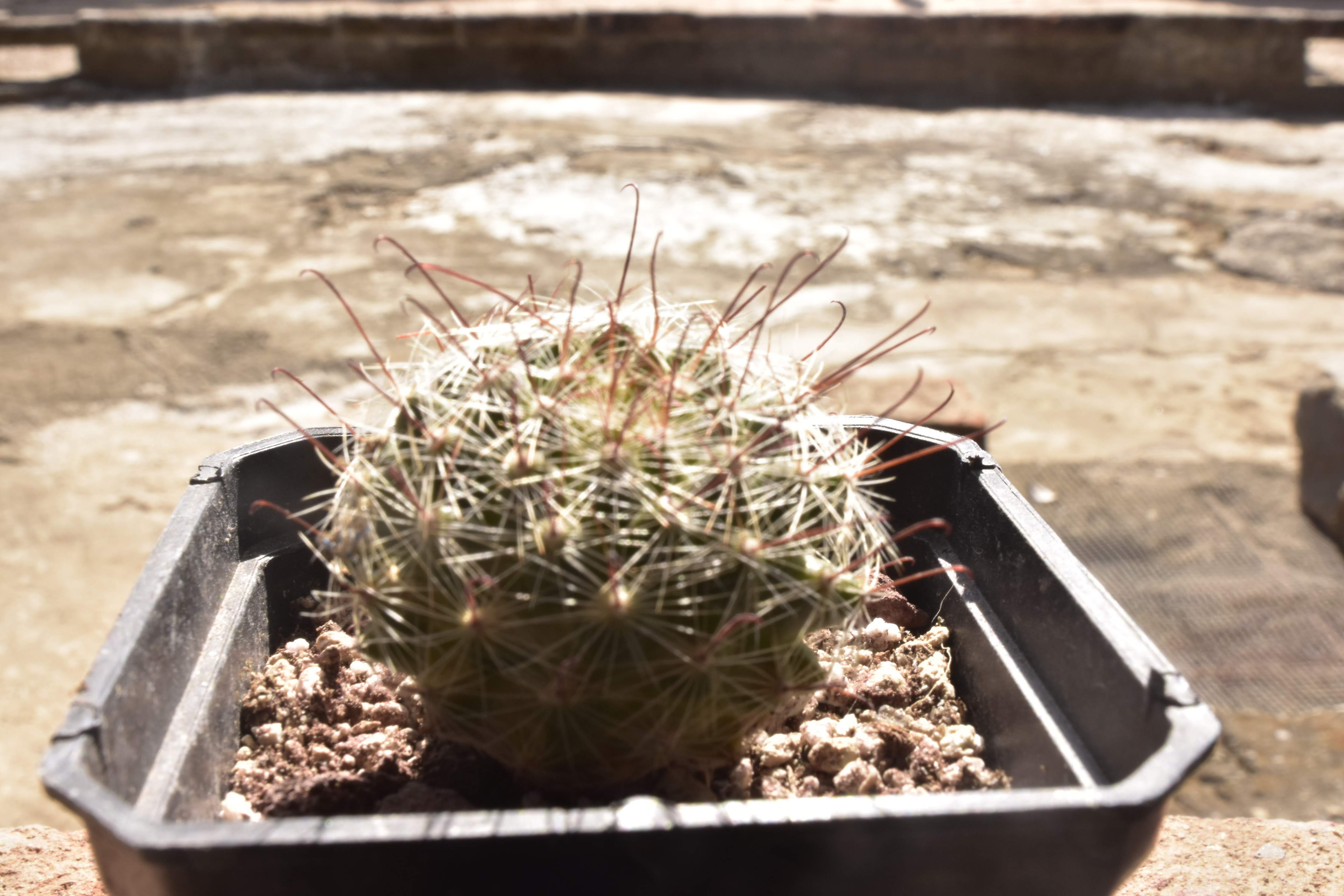 Lunchería Pizza Jully´S image 3