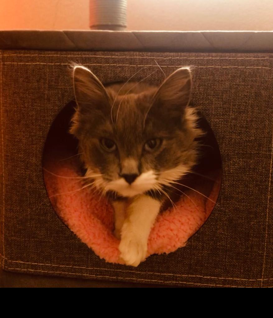 Mauricio's Restaurant image 10