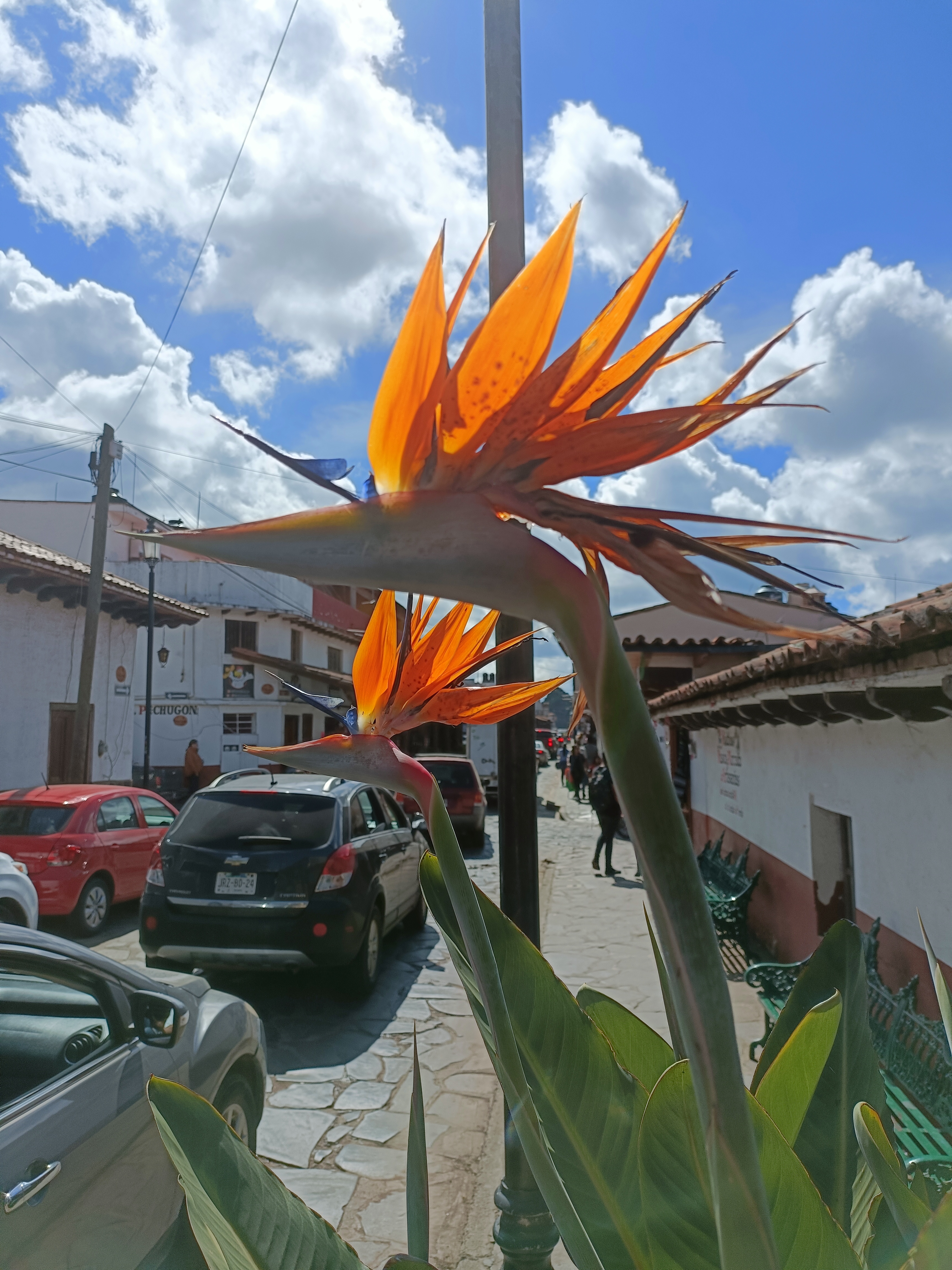 Jessy Pizza Restaurant image 9