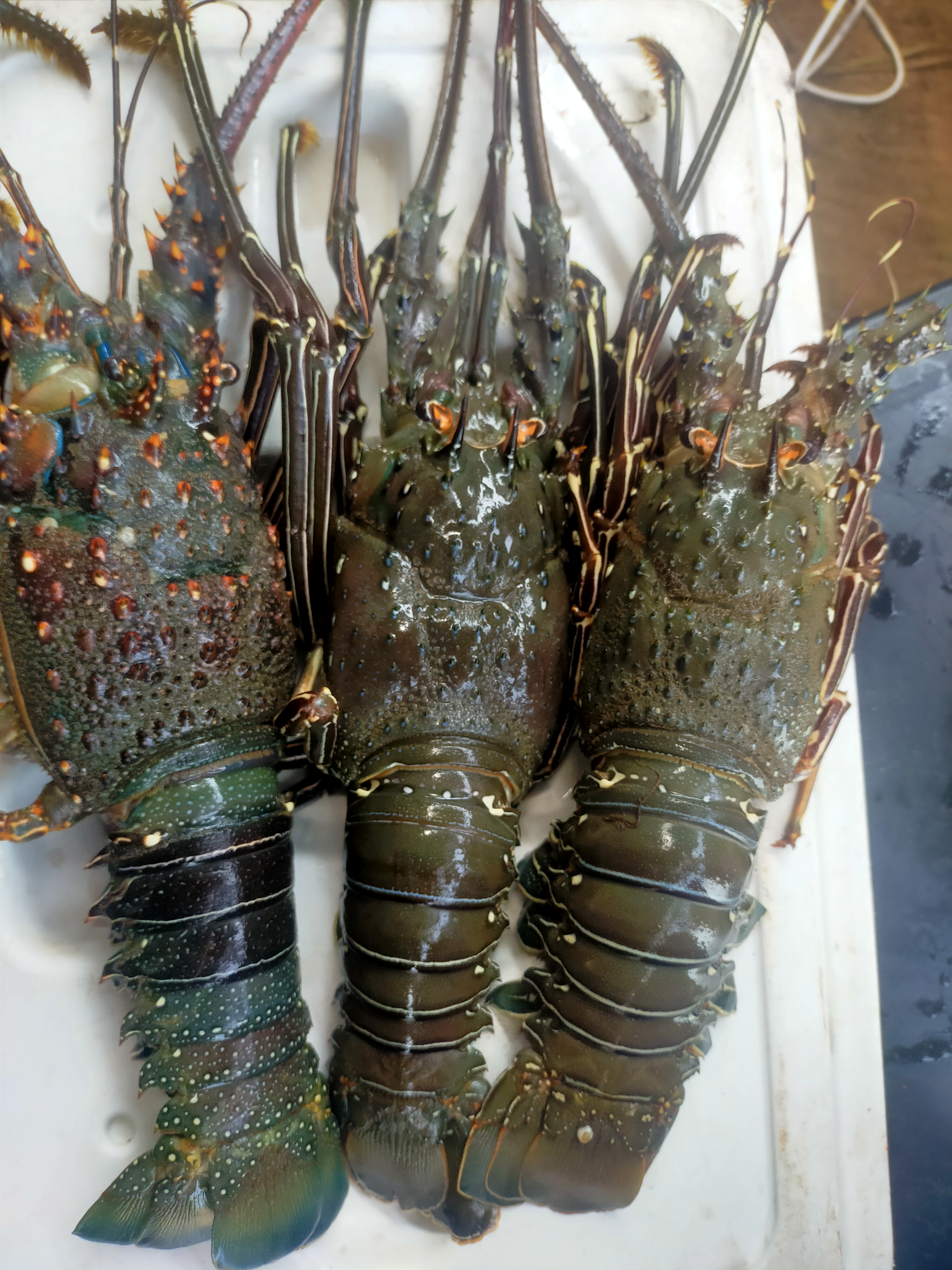 Marisquería " los pepe's". image 6