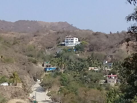 Agave image 6
