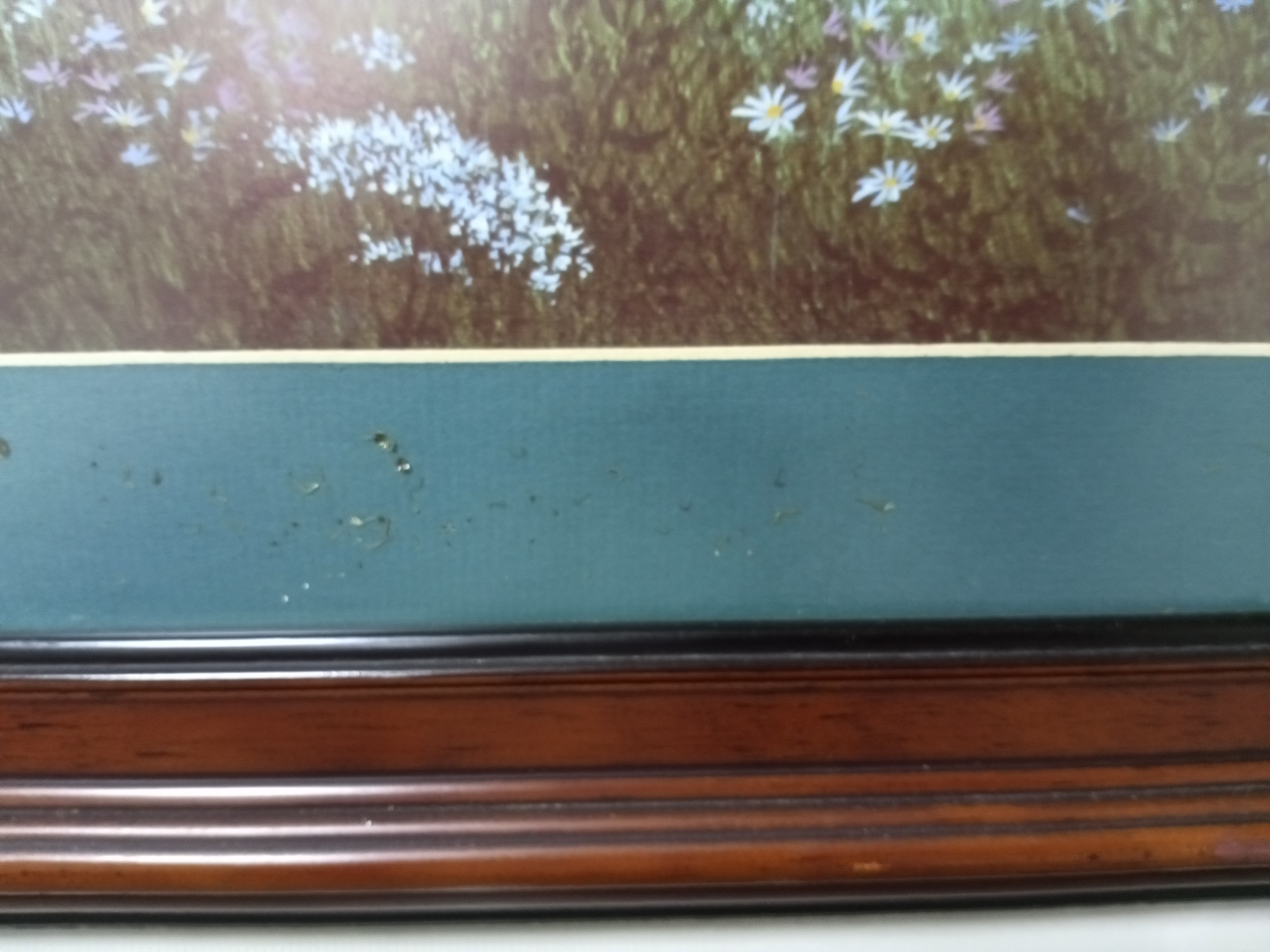 Boca del Río image 10