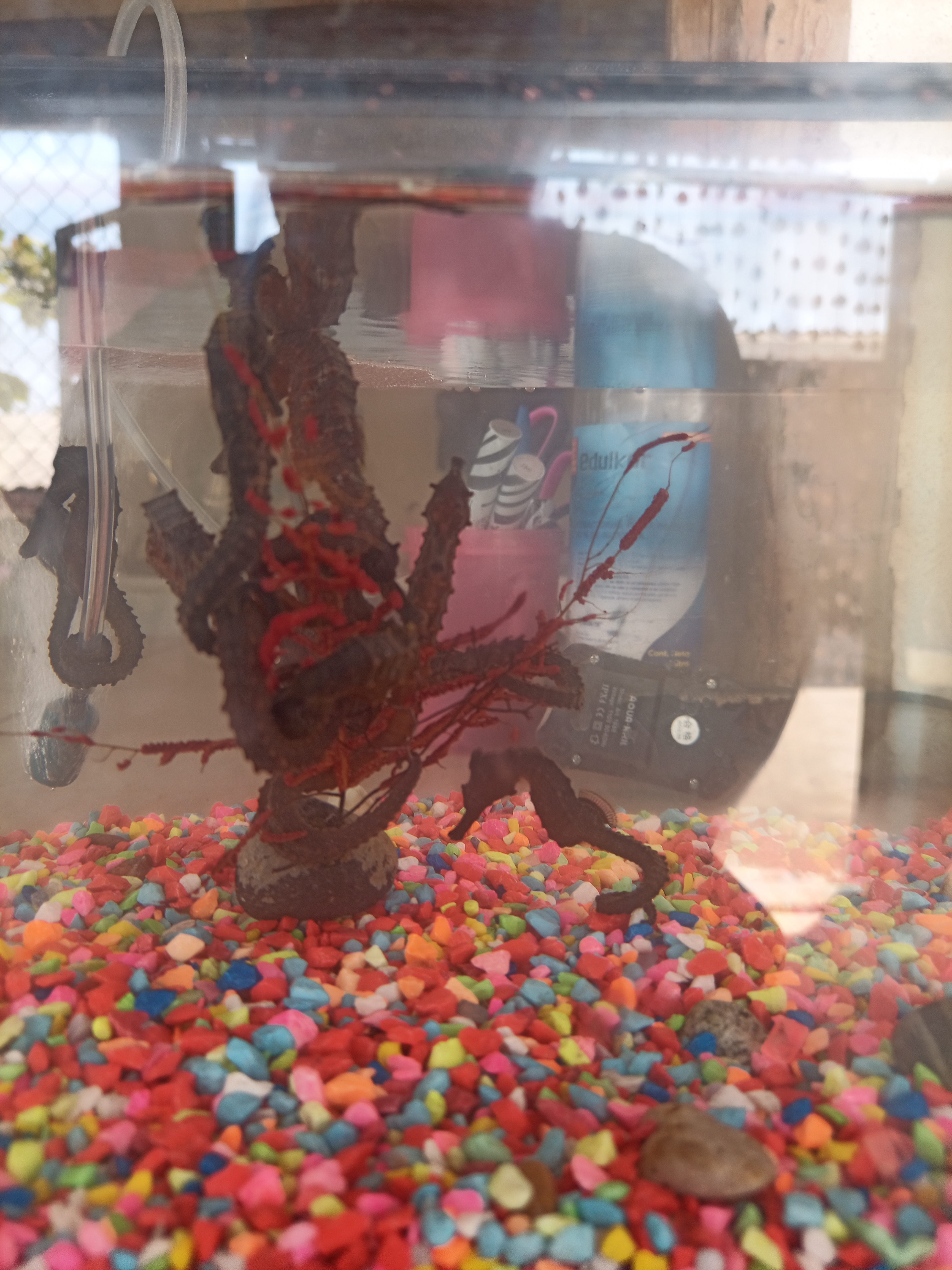 Pescaderia Monica image 2