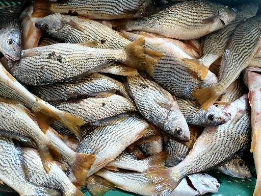 Pescaderia rivera del río image 1