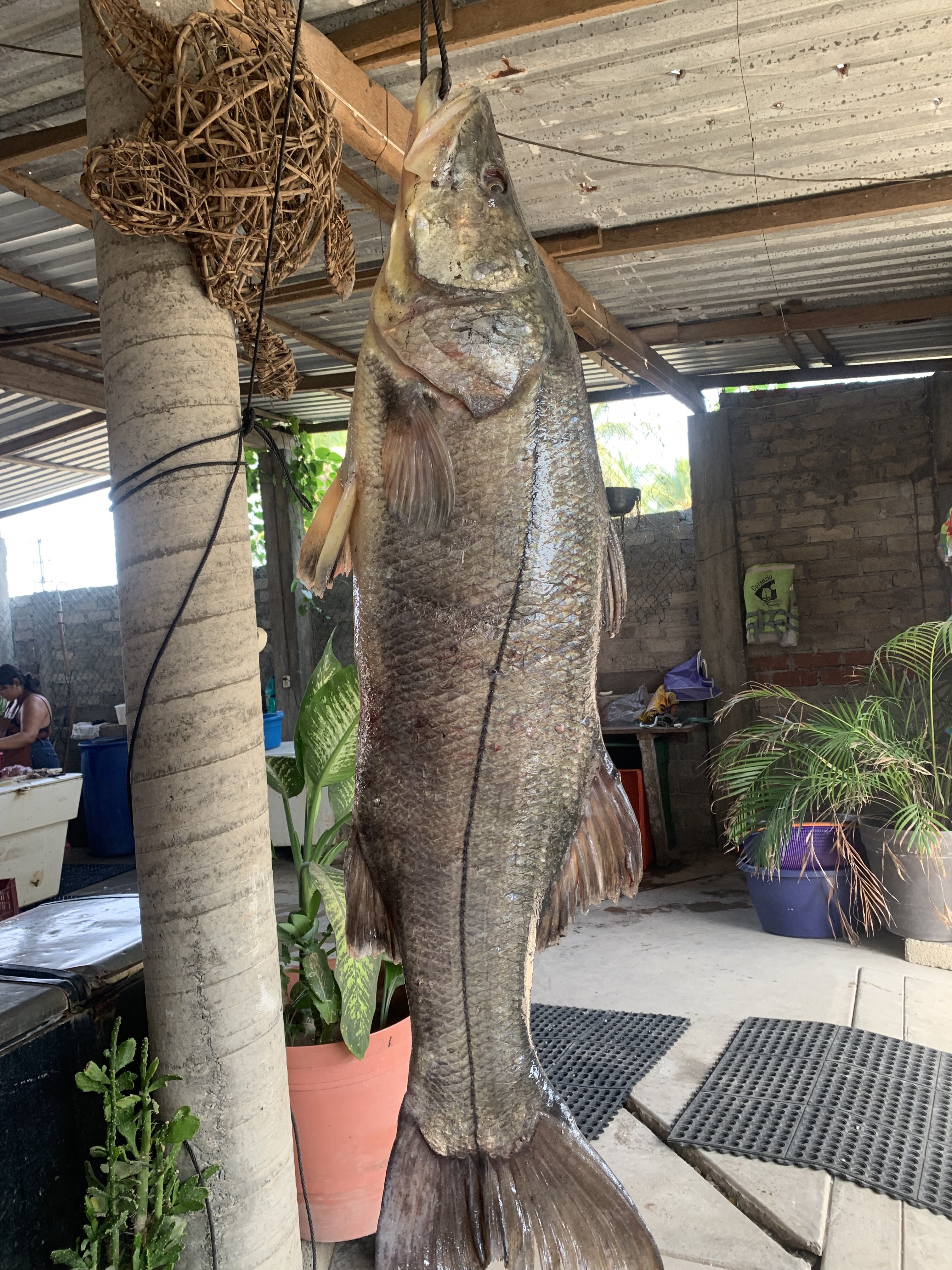 Pescaderia rivera del río image 7