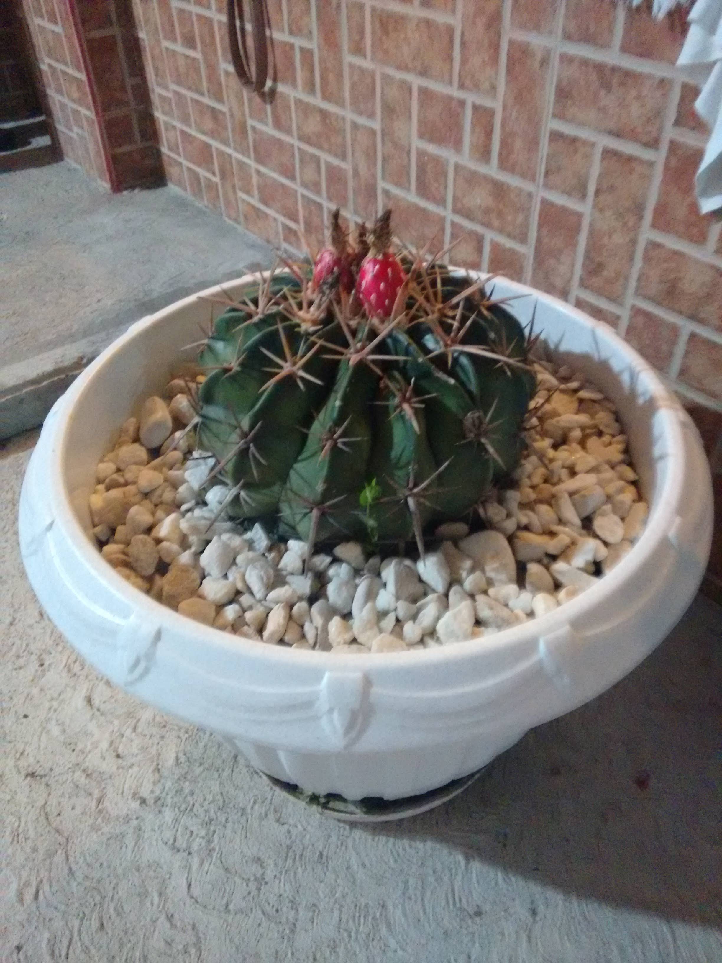 HAMBURGUESAS VICKY image 7