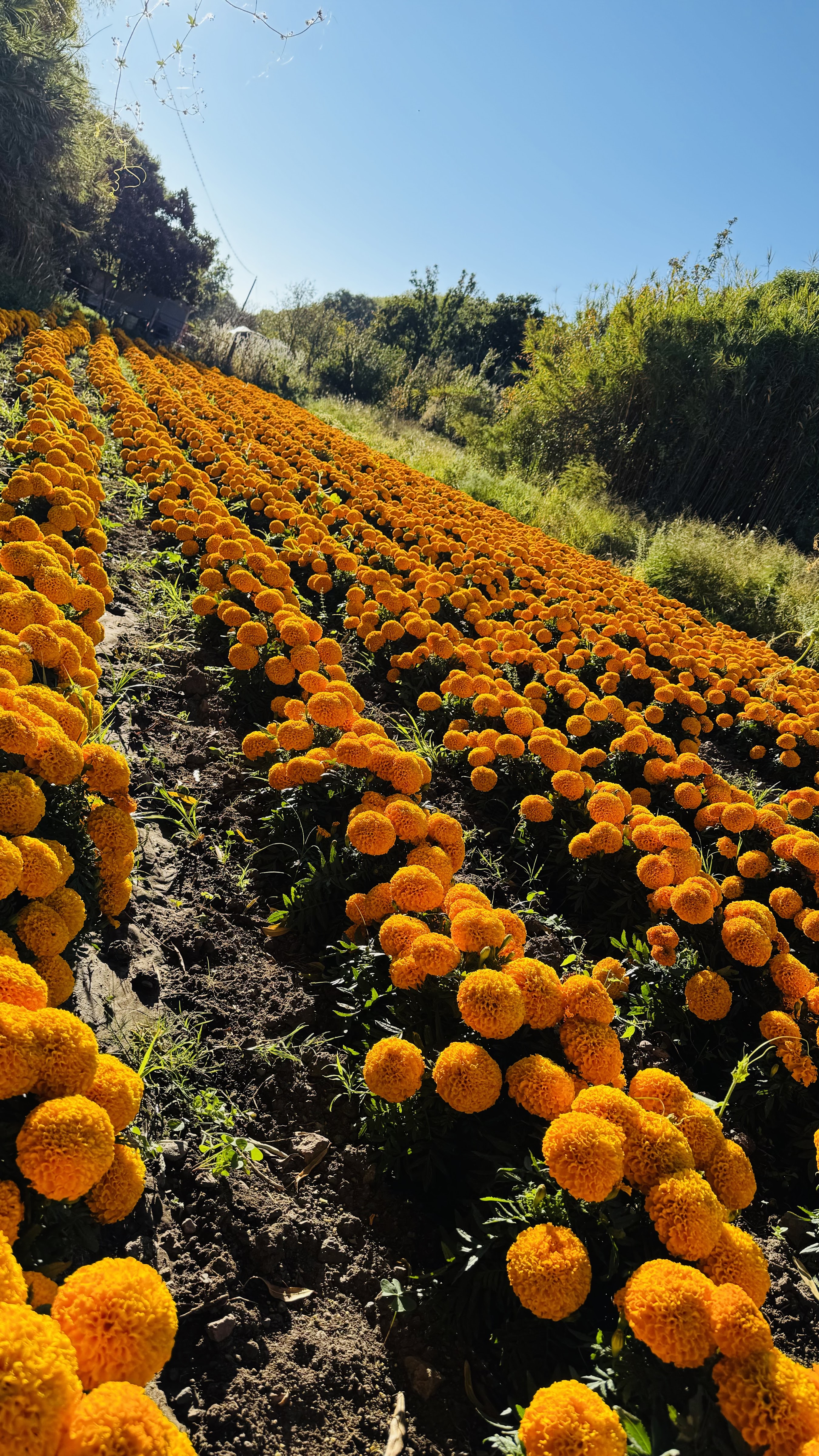 Taqueria Min image 7