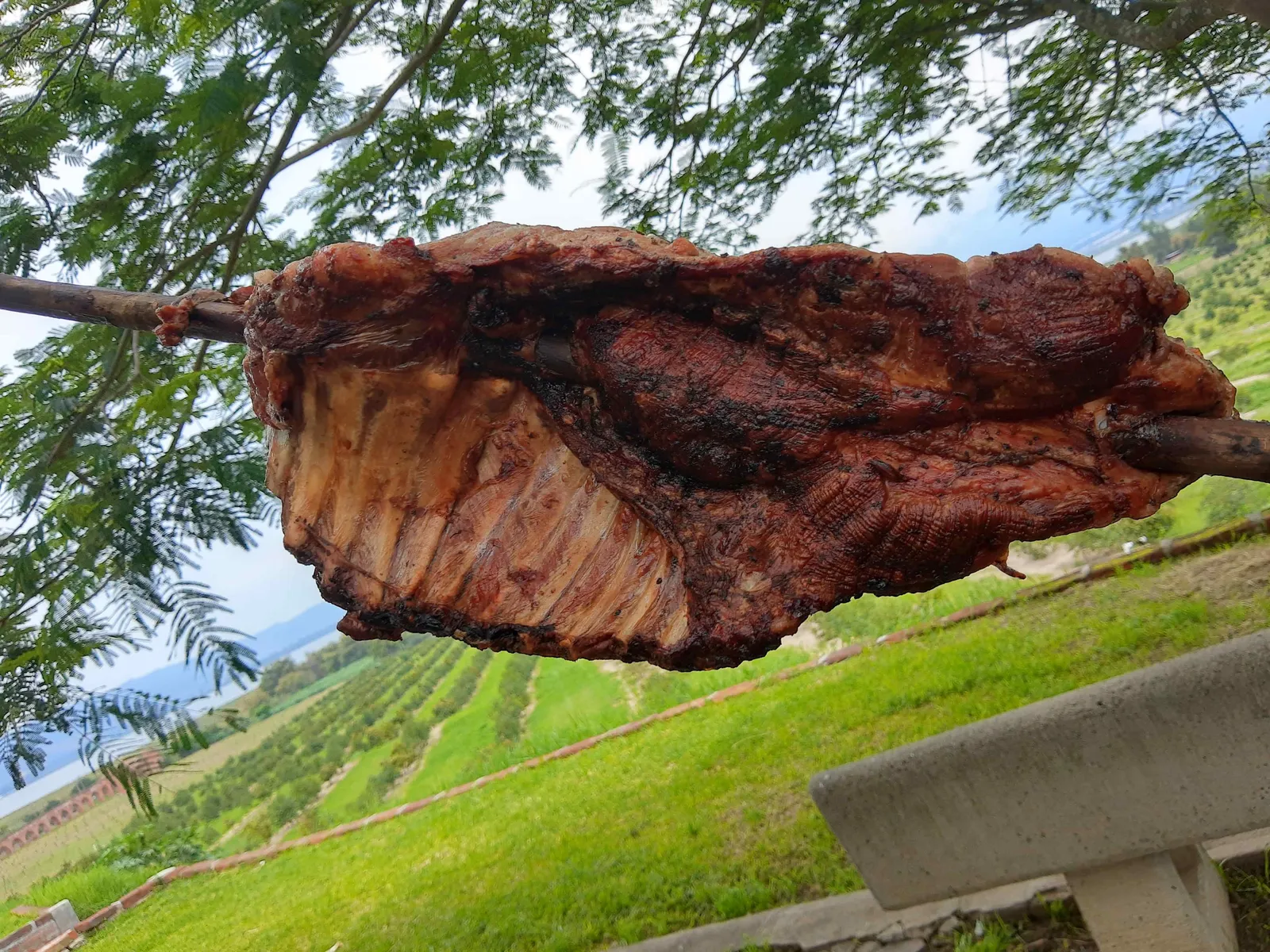 PASTOREADOS image 7
