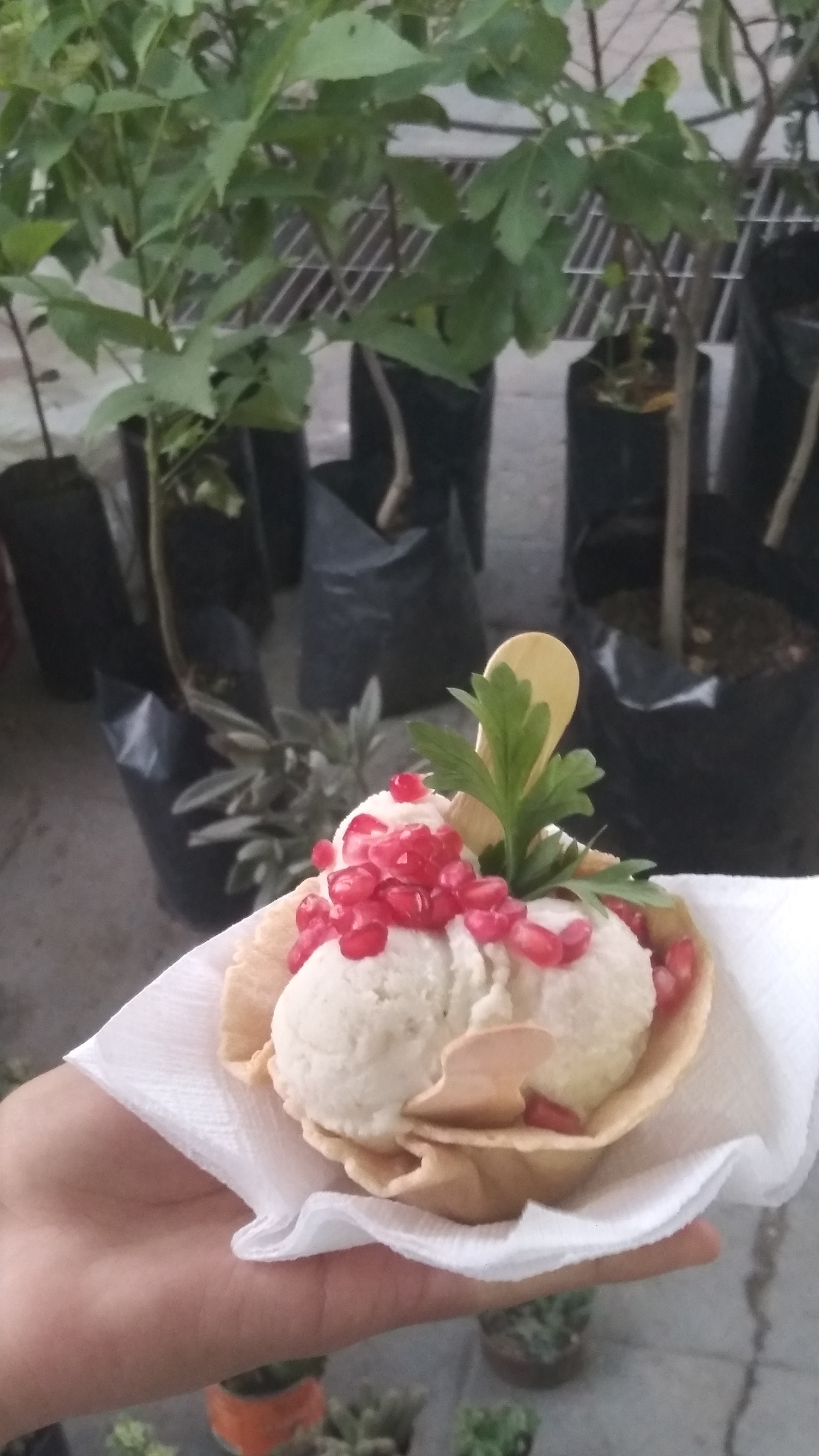 Mole y Chiles En Nogada Toñita image 3