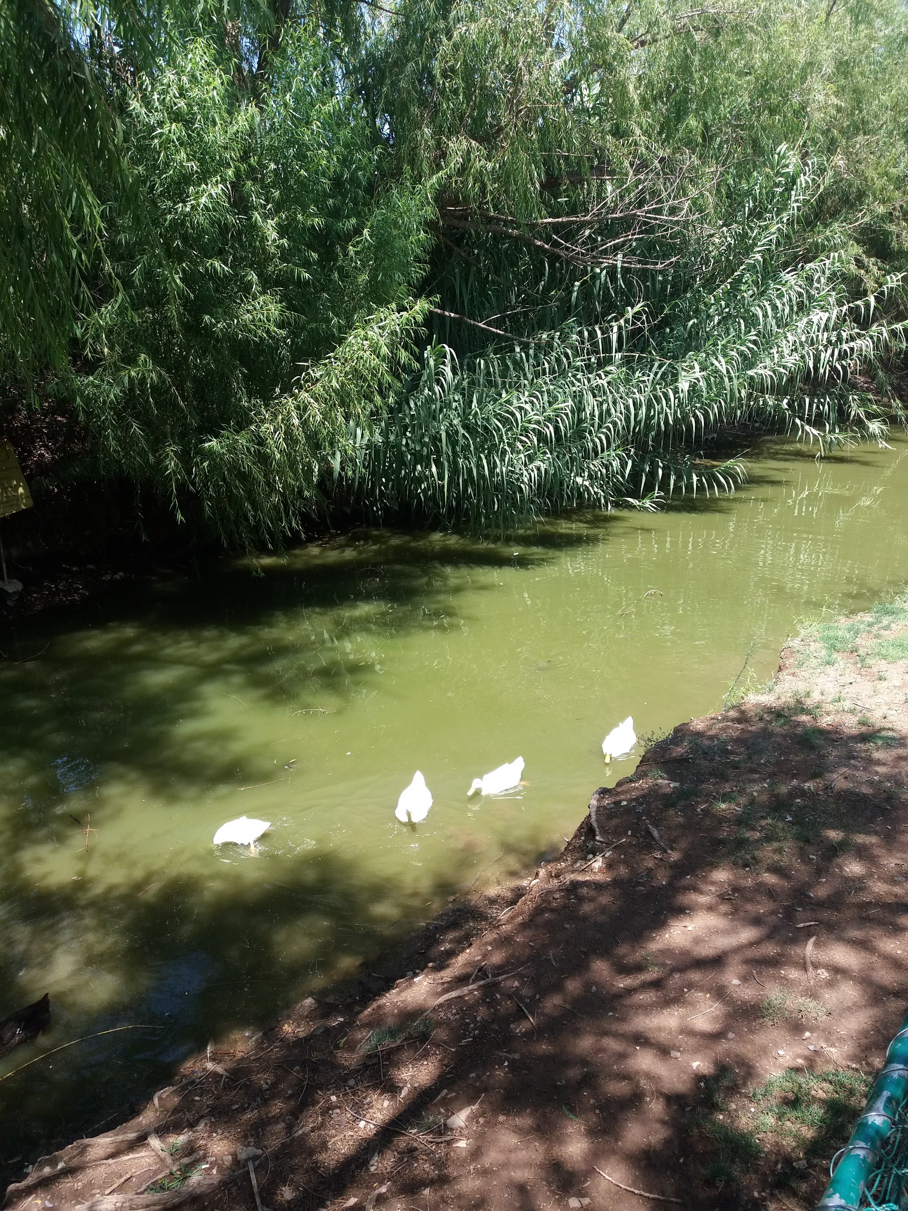 balneario colibri image 7