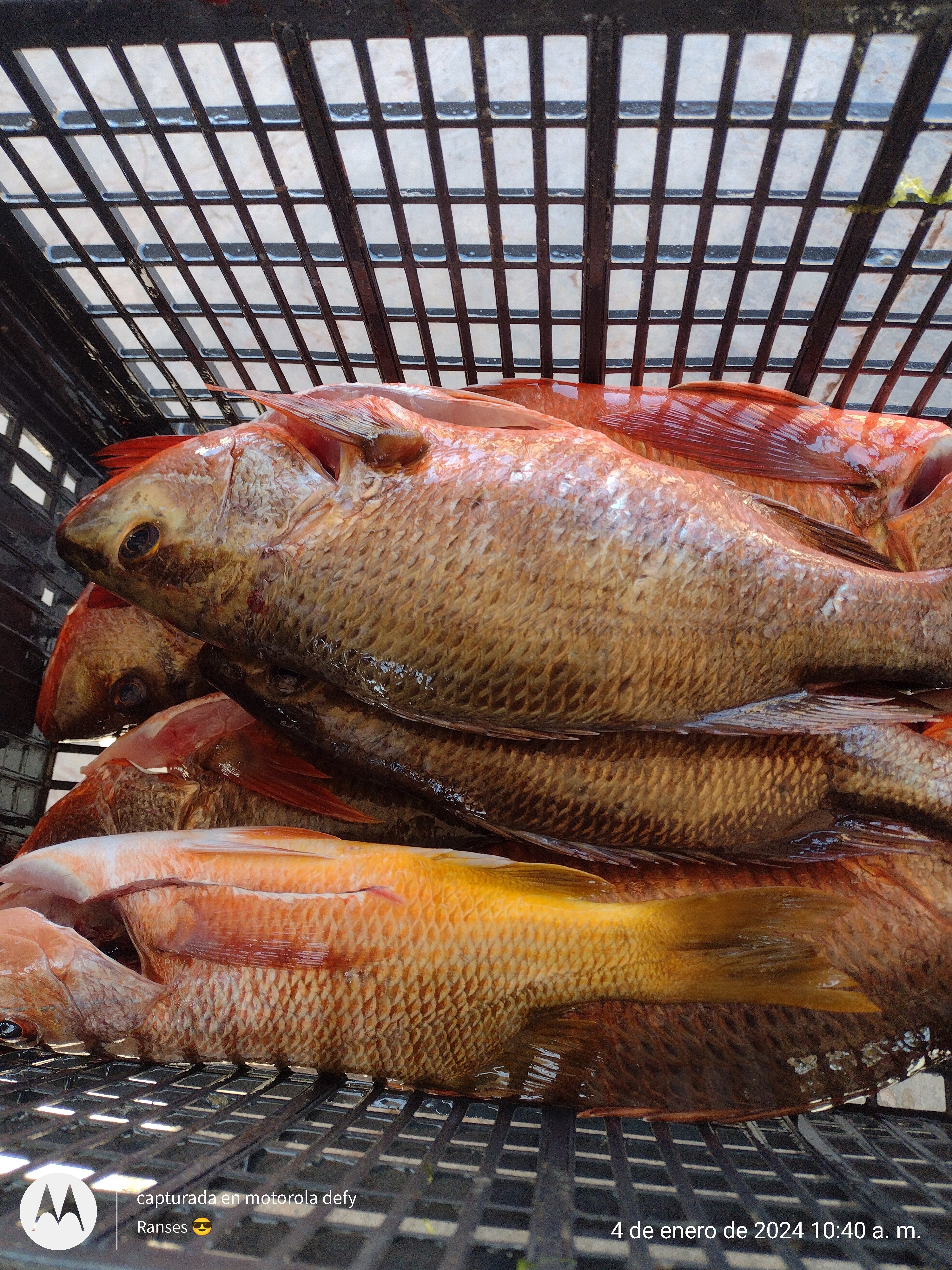 Pescados Y Mariscos La Güera image 2