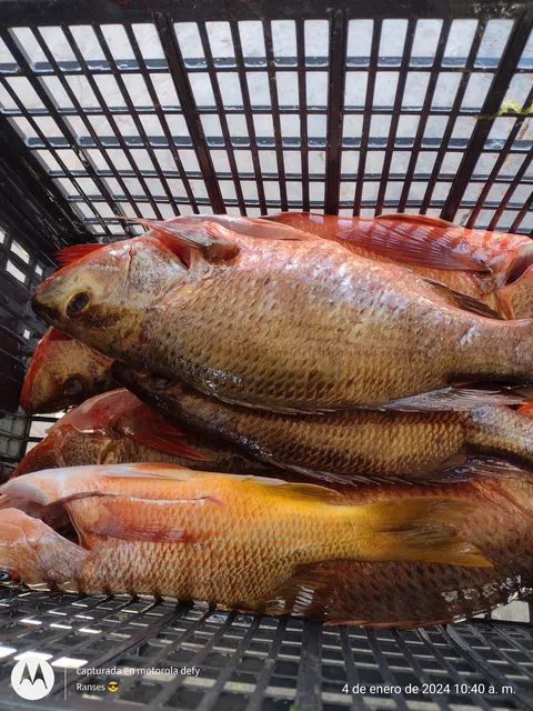 Pescados Y Mariscos La Güera image 2