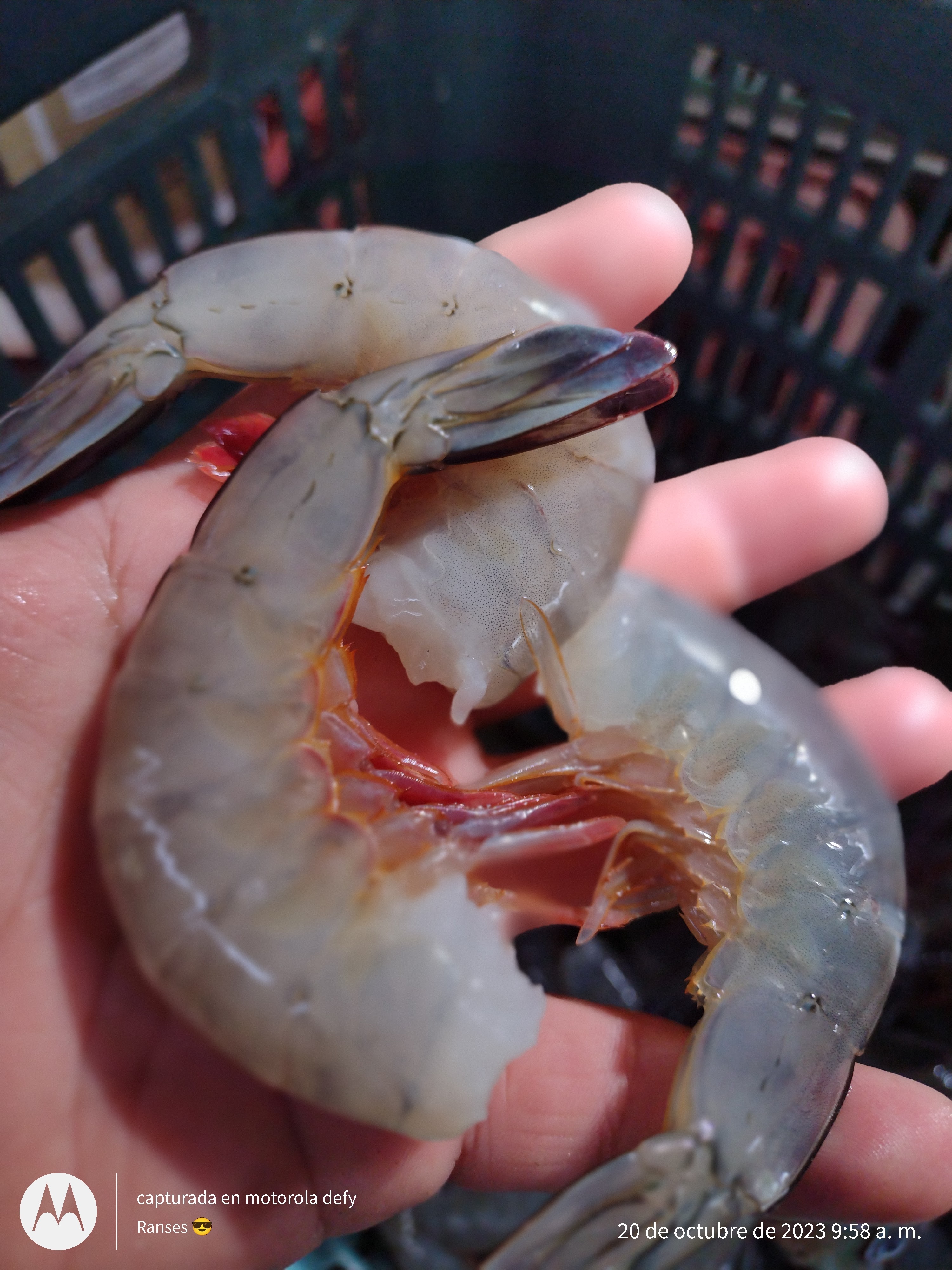 Pescados Y Mariscos La Güera image 8