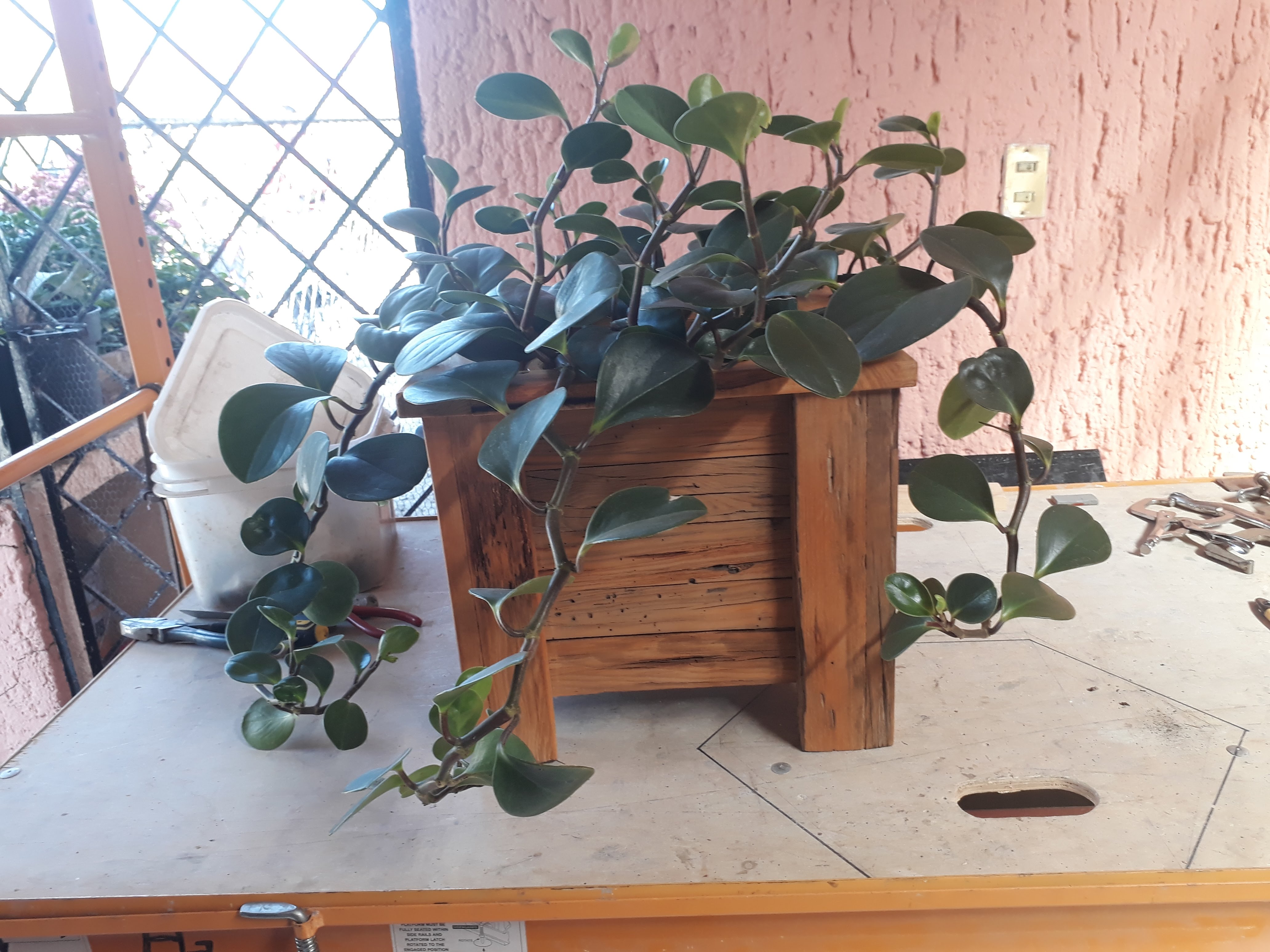 Mariscos Puerto Vallarta image 7