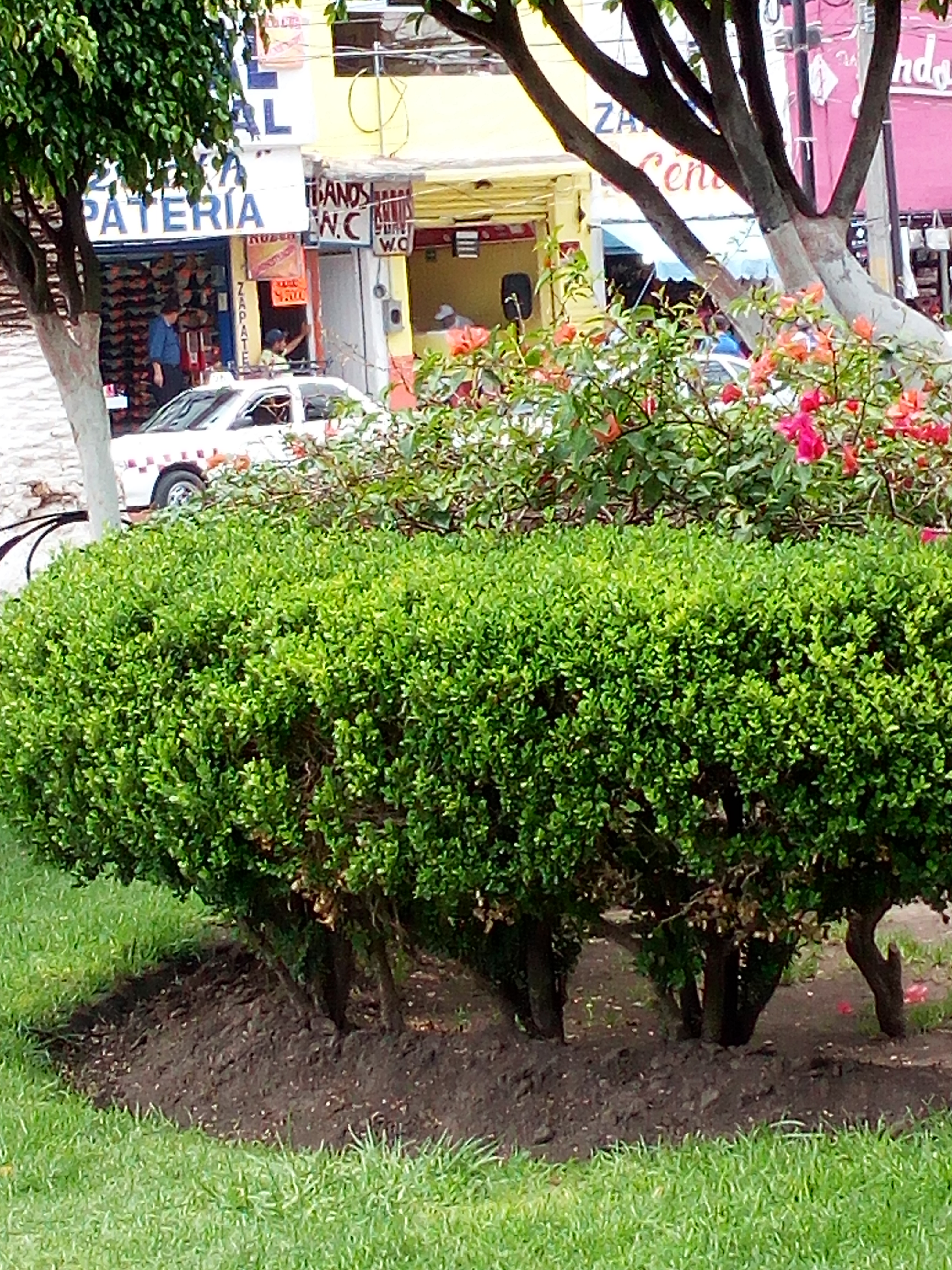 Pastes Kikos image 4