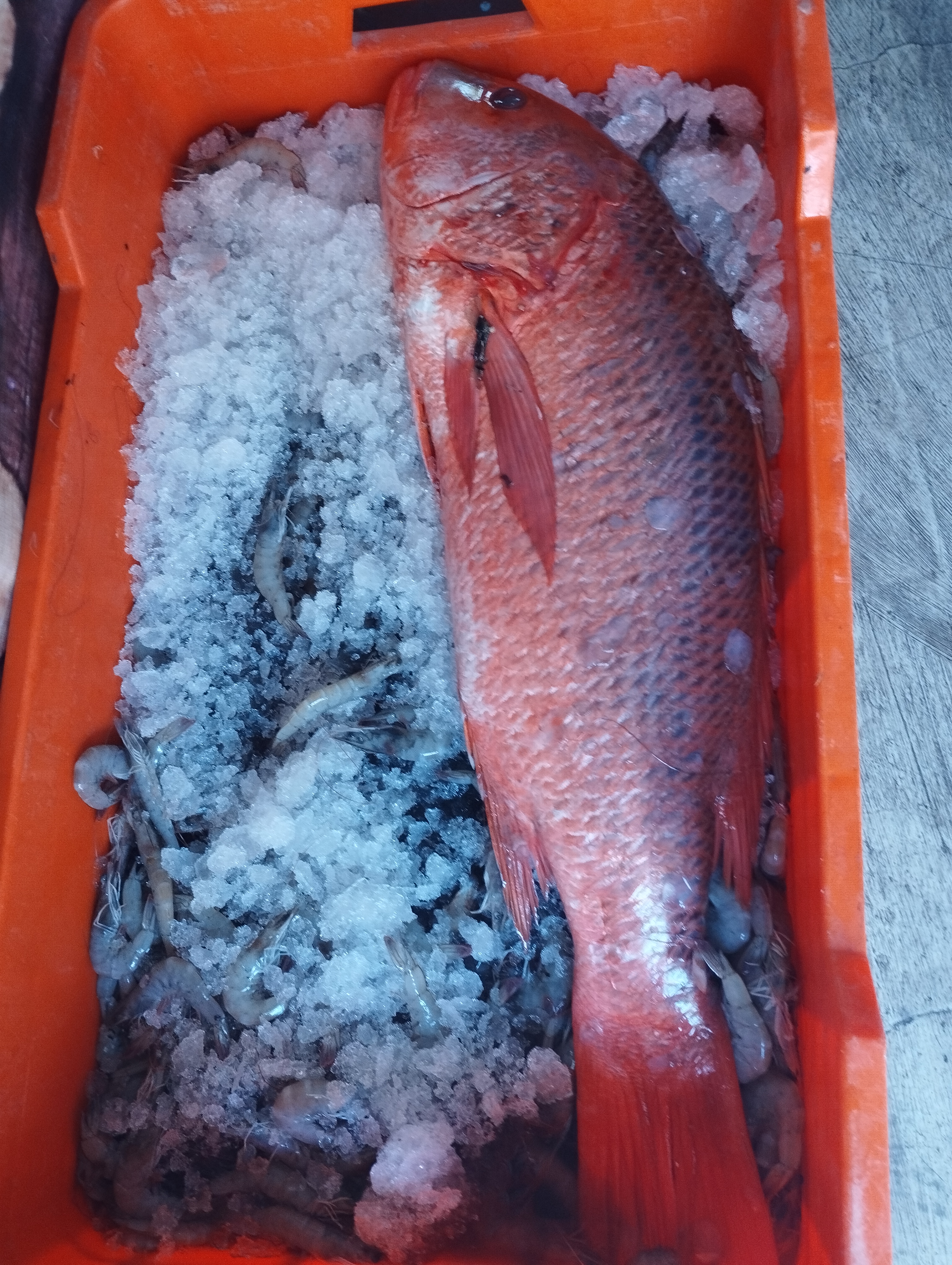 Pescadería Isla de Ahuacatlan image 1